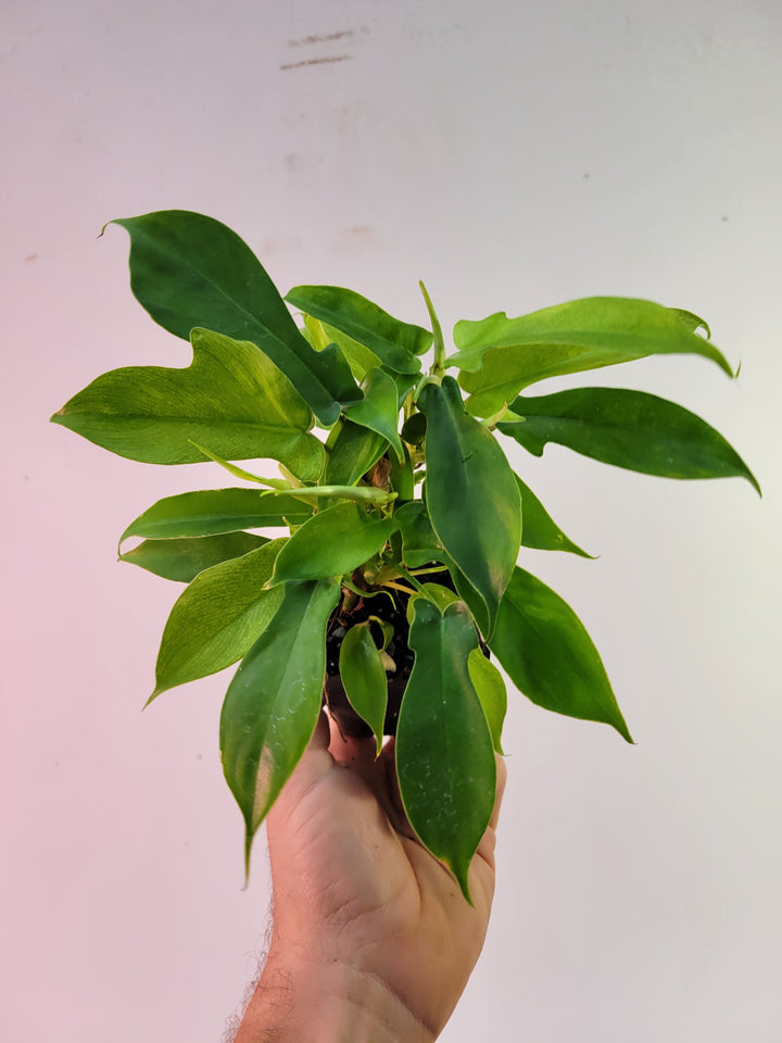 Philodendron Florida Ghost Mutant Clumping form Very nice size established & unusual .US Seller, #K28
