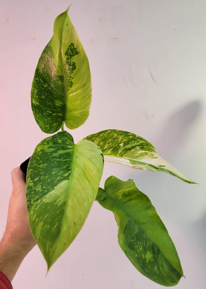 Philodendron Jose Buono. Super White  Large and easy to grow variegated tropical plant, US Seller, #k38