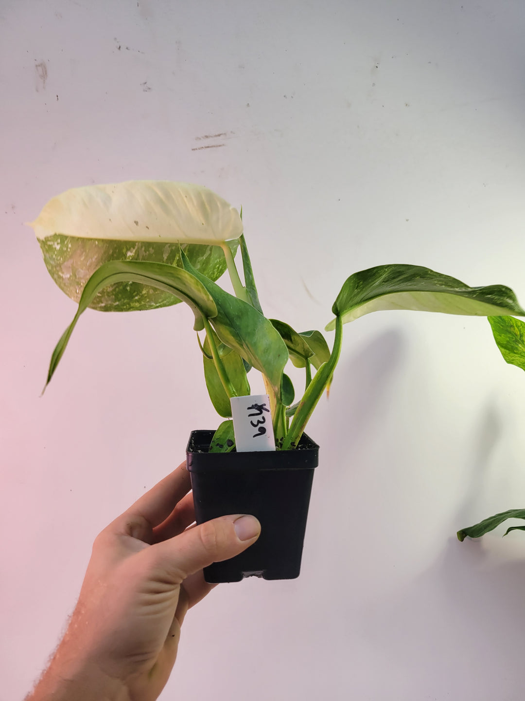 Philodendron Jose Buono. Super White  Large and easy to grow variegated tropical plant, US Seller, #k39