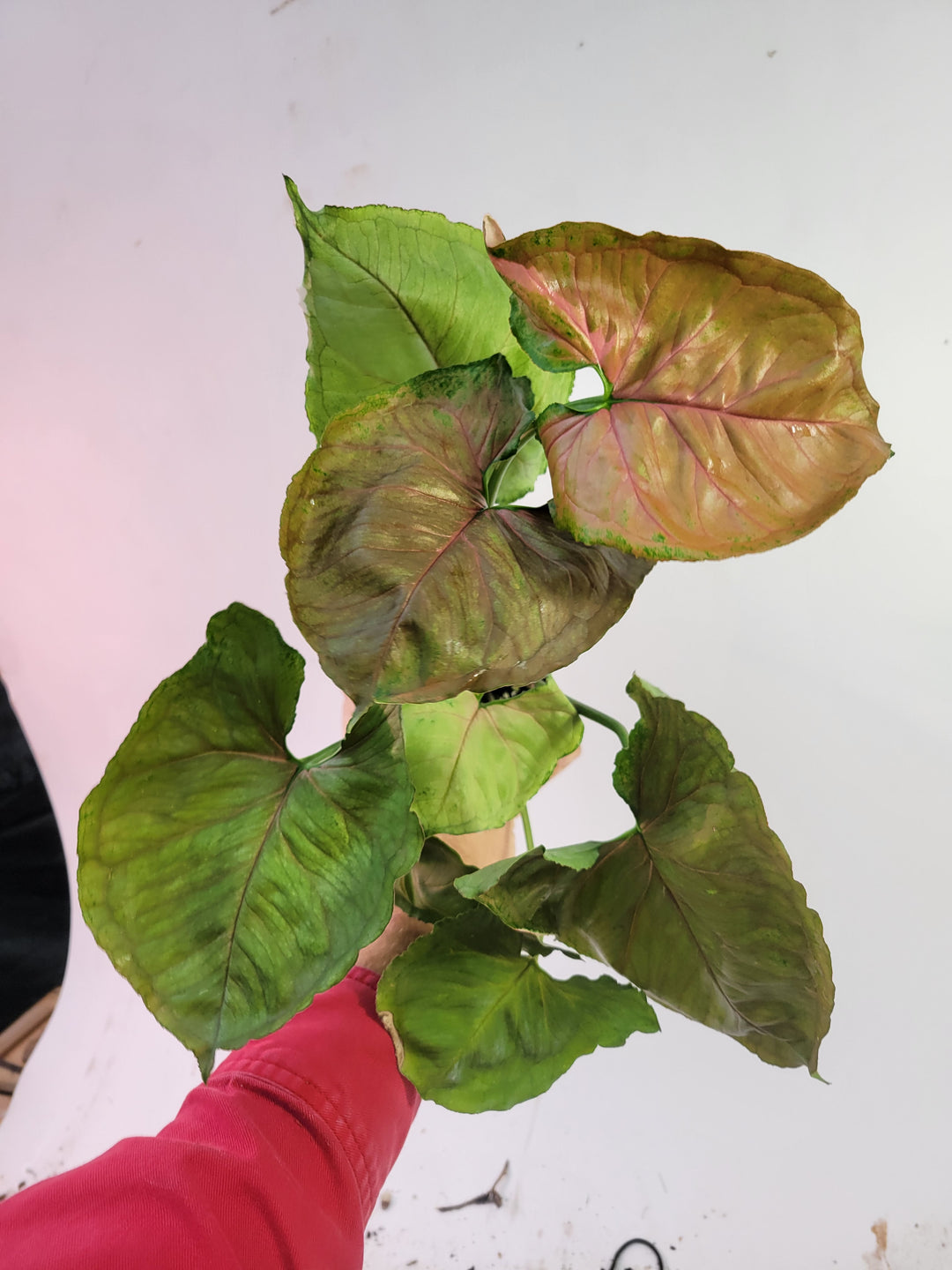 Syngonium Strawberry Ice Galaxy High variegation, Mature Specimen US Seller #f13 - Nice Plants Good Pots