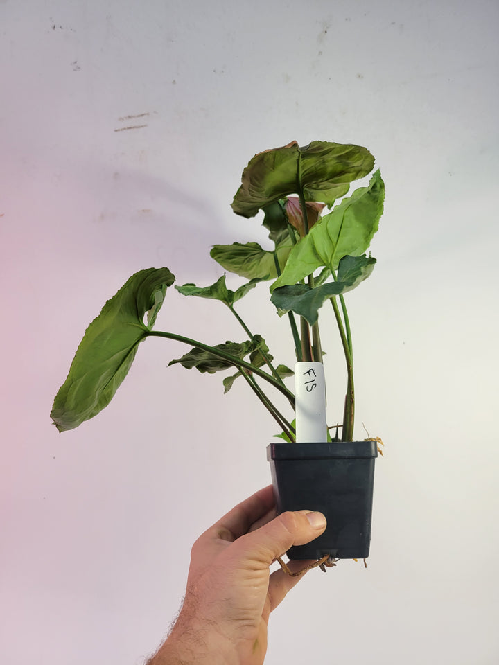 Syngonium Strawberry Ice Galaxy High variegation,  mature specimen.  US Seller #f15 - Nice Plants Good Pots