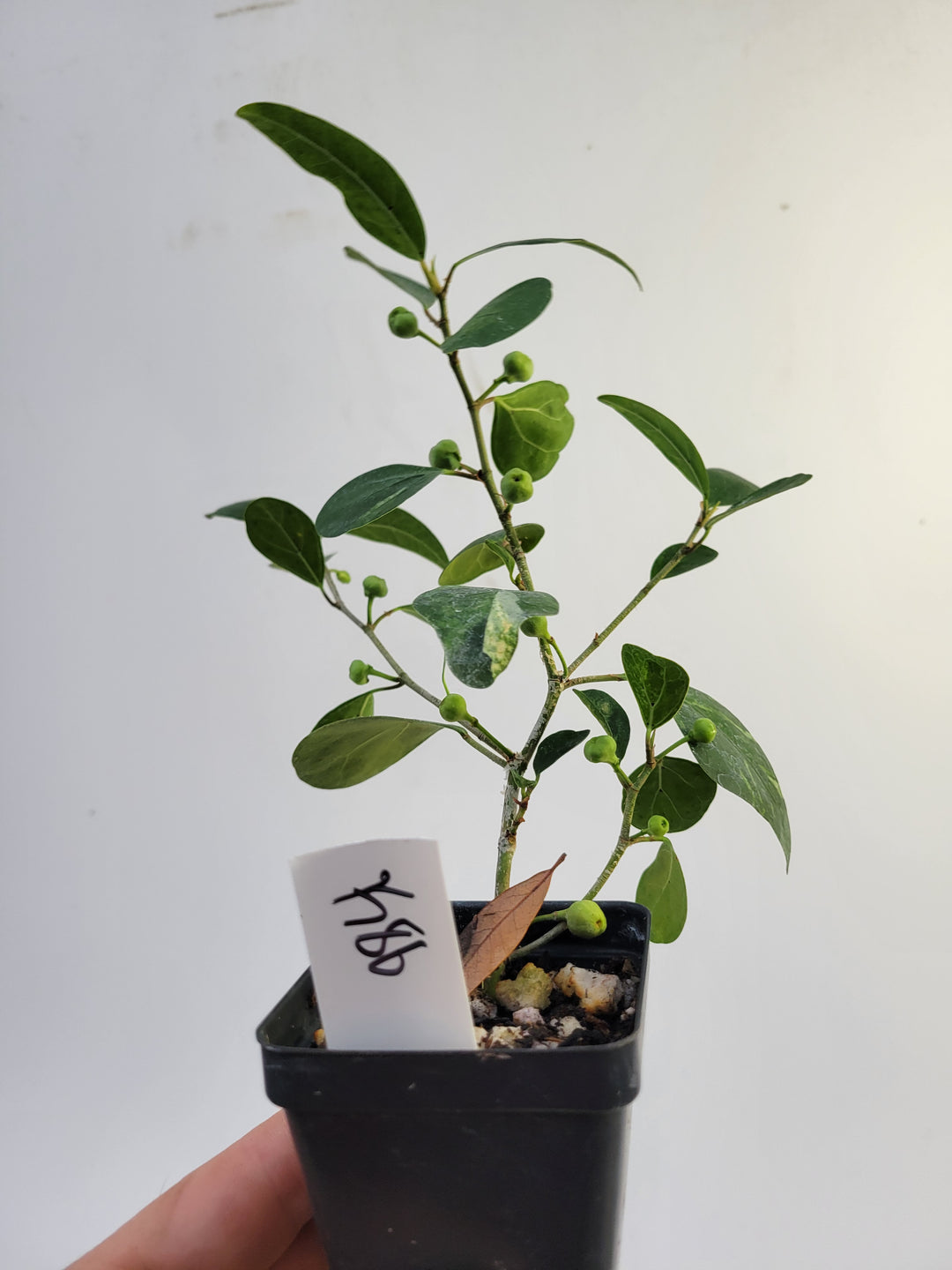 Ficus Deltoidea Variegated leaf . RARE epiphytic fig #k86 - Nice Plants Good Pots