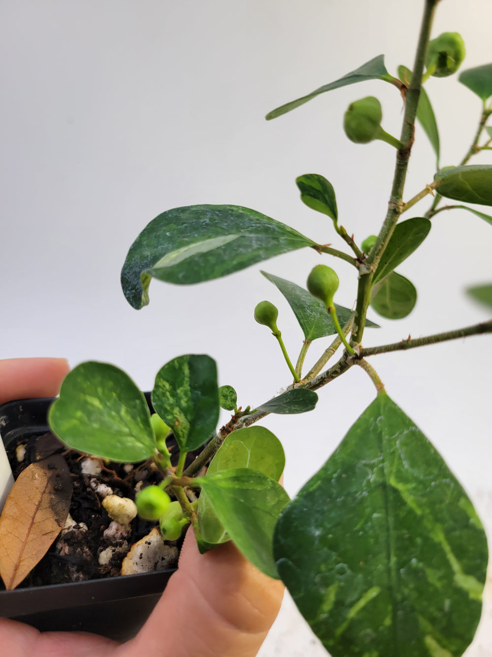 Ficus Deltoidea Variegated leaf . RARE epiphytic fig #k86 - Nice Plants Good Pots