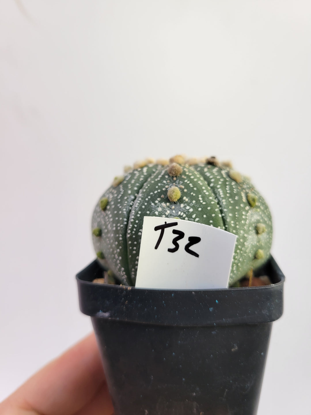 Astrophytum asterias cv. Superkabuto, rooted and established Deaw Cactus- Flowering Seed Grown #T32 - Nice Plants Good Pots