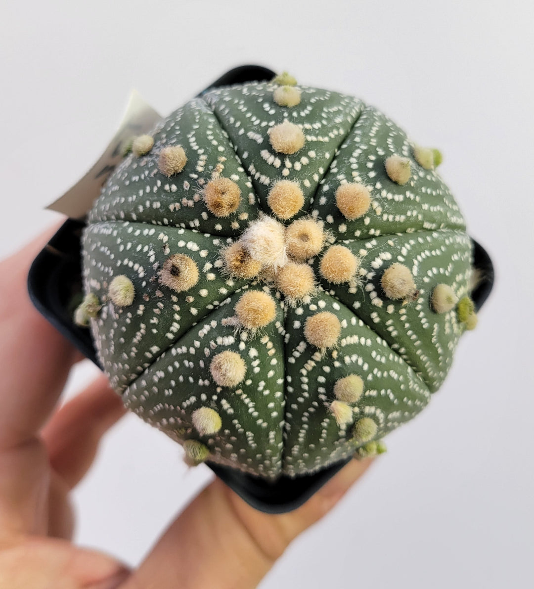 Astrophytum asterias cv. Superkabuto, rooted and established Deaw Cactus- Flowering Seed Grown #T32 - Nice Plants Good Pots