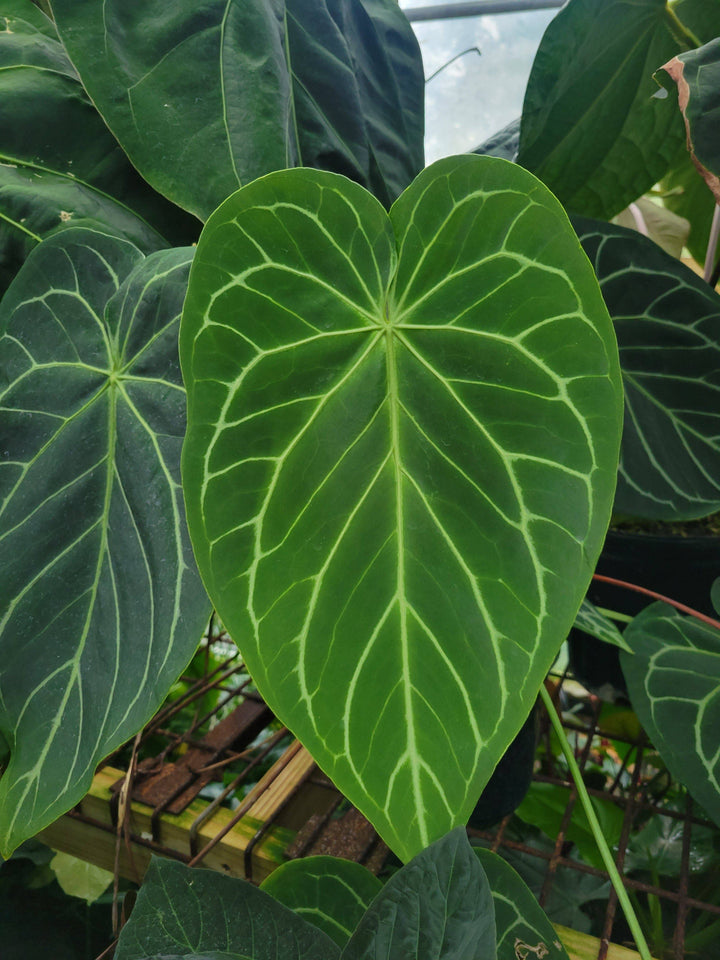 Anthurium (A. crystallinum x A. Warocqueanum ) x A. Ree Papillilaminum