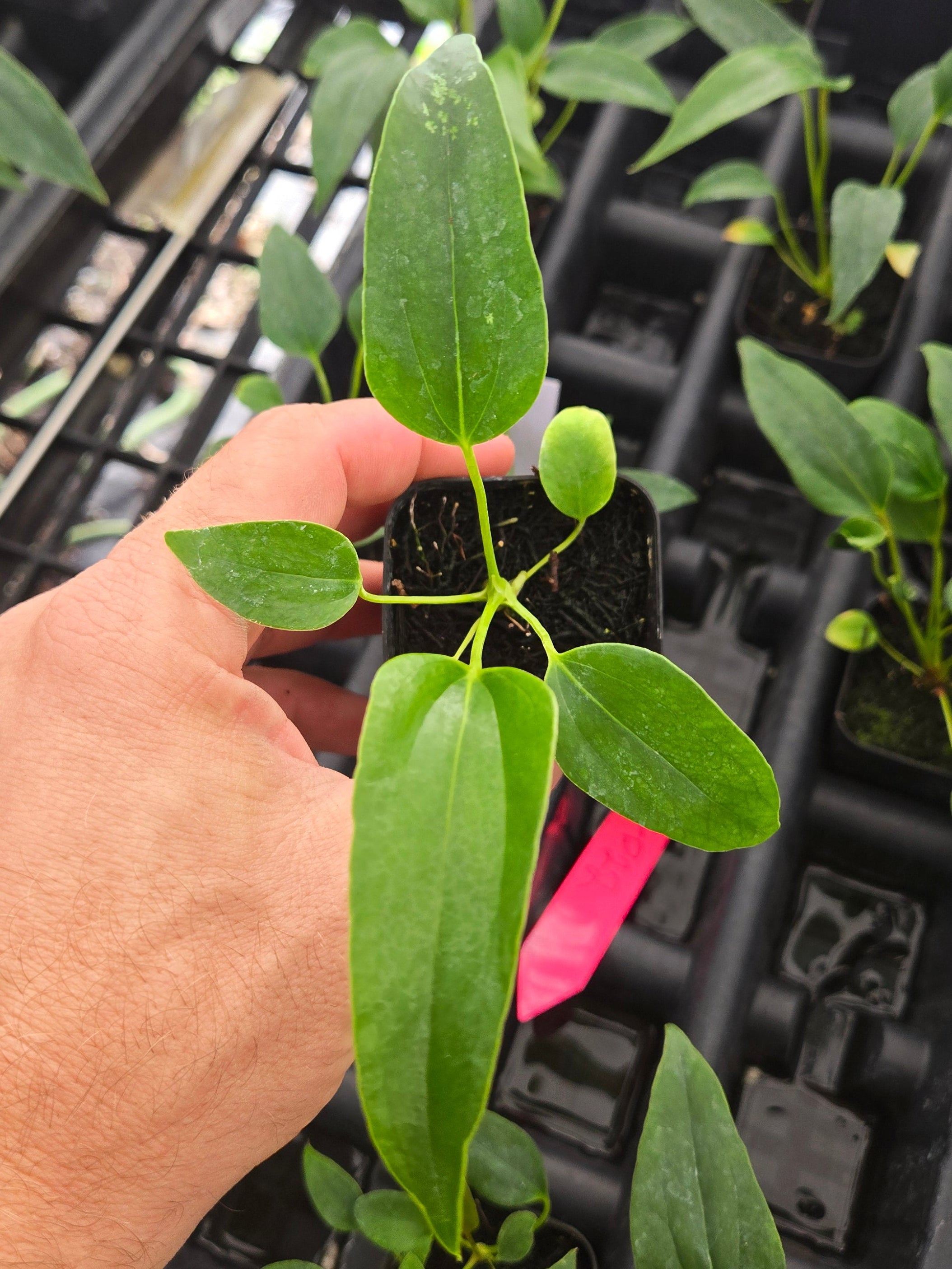 Anthurium Angustolobium sp Size: Small  (SP01)