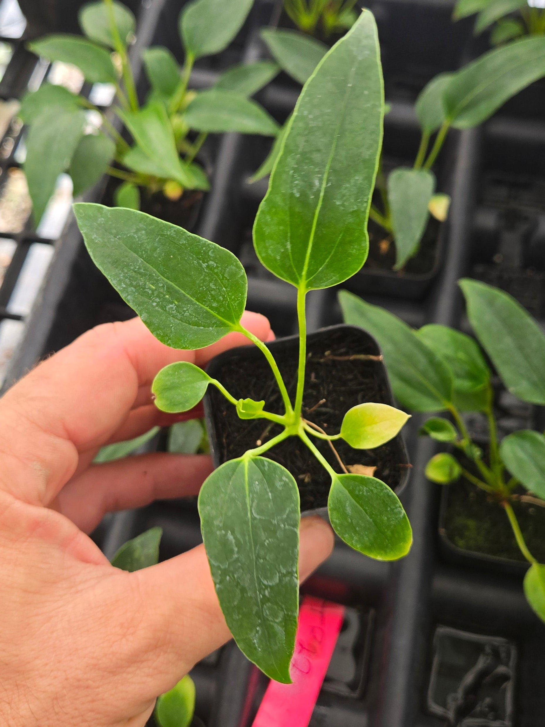 Anthurium Angustilobum sp Size: Small  (SP01)