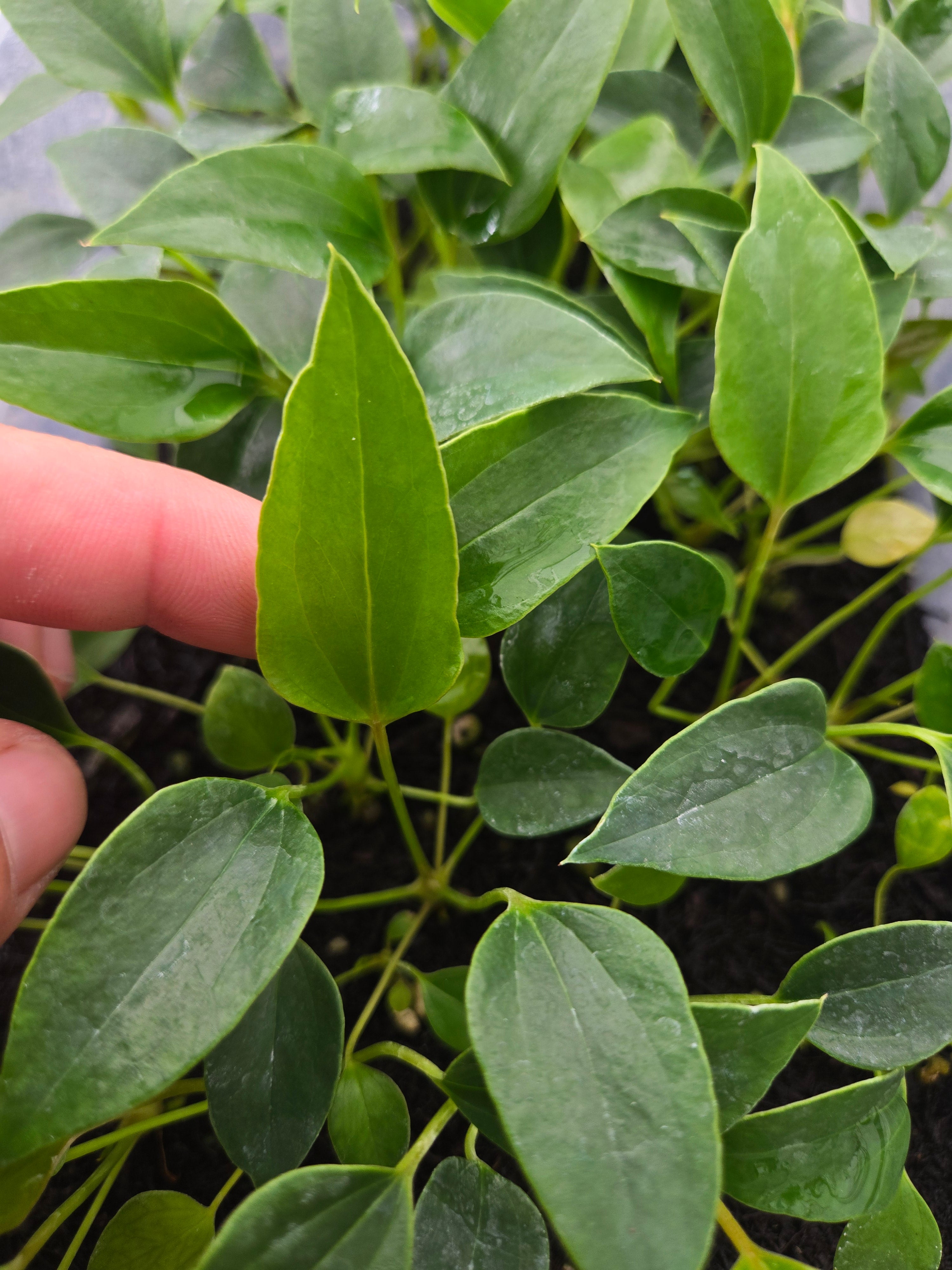 Anthurium Angustilobum sp Size: Small  (SP01)