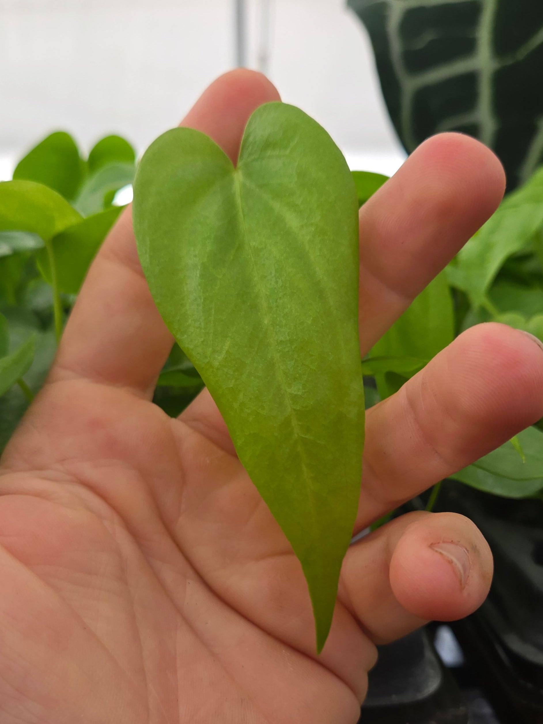 Antrhurium Verapazense seedling (SP05)