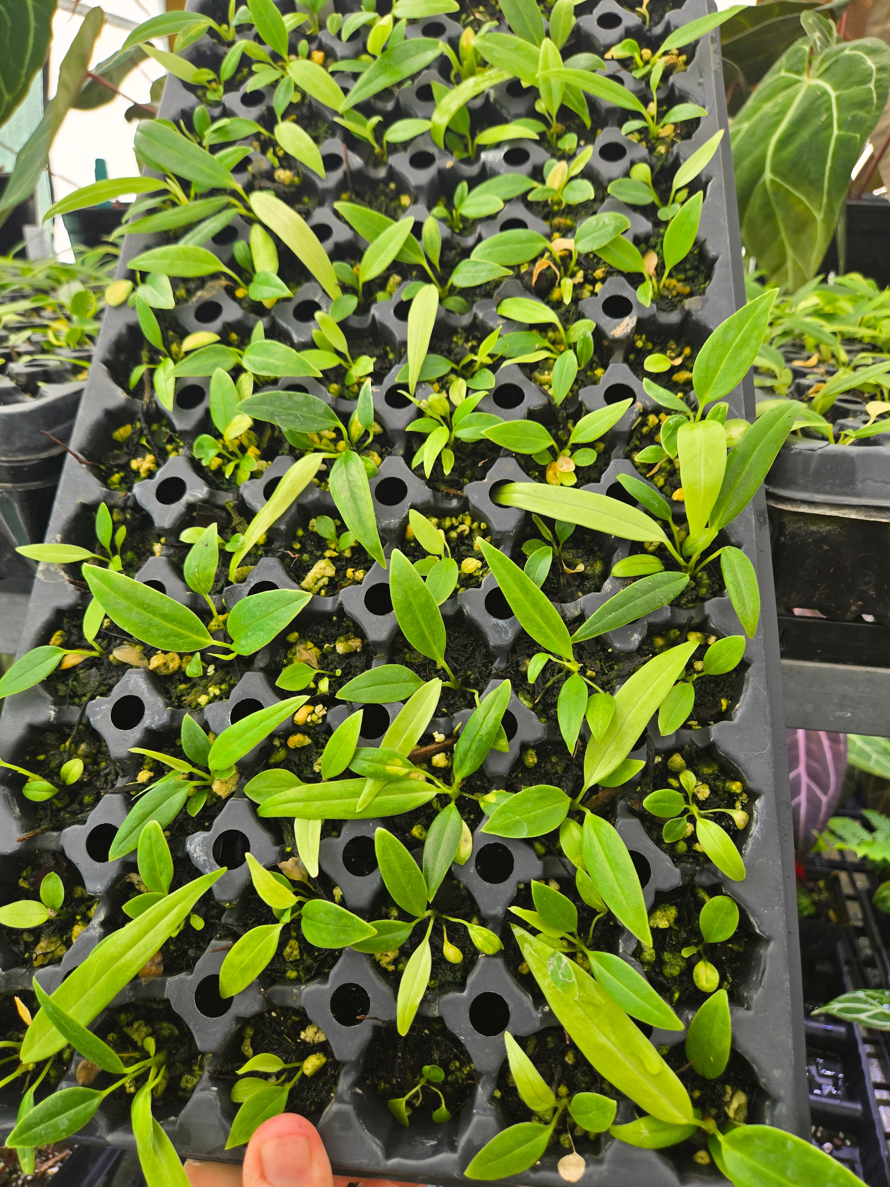 Anthurium Rotundatum sp (SP03)