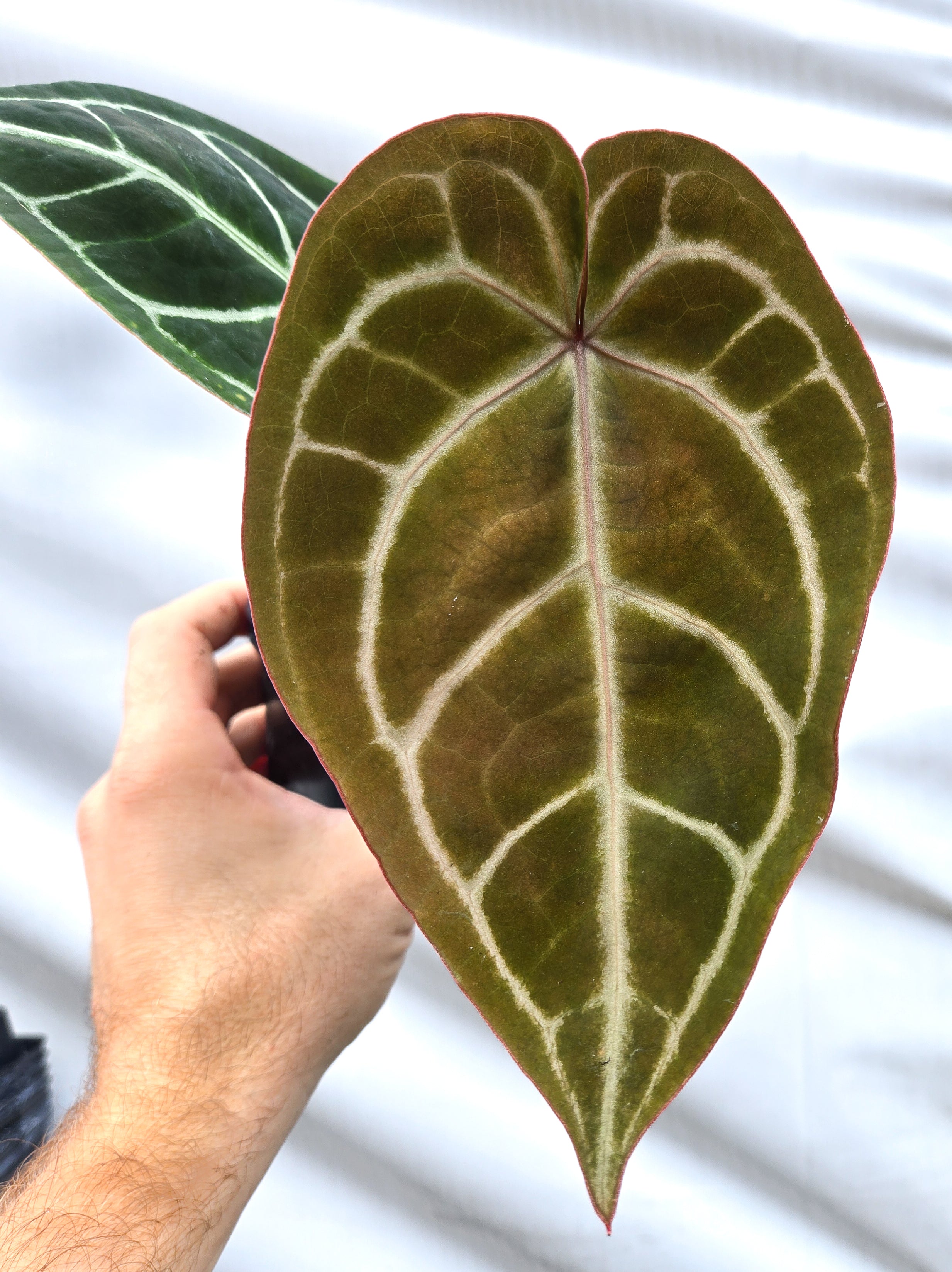 Anthurium 'Doc Block Purple F2' x 'Crystal Queen' (CS36) – Nice