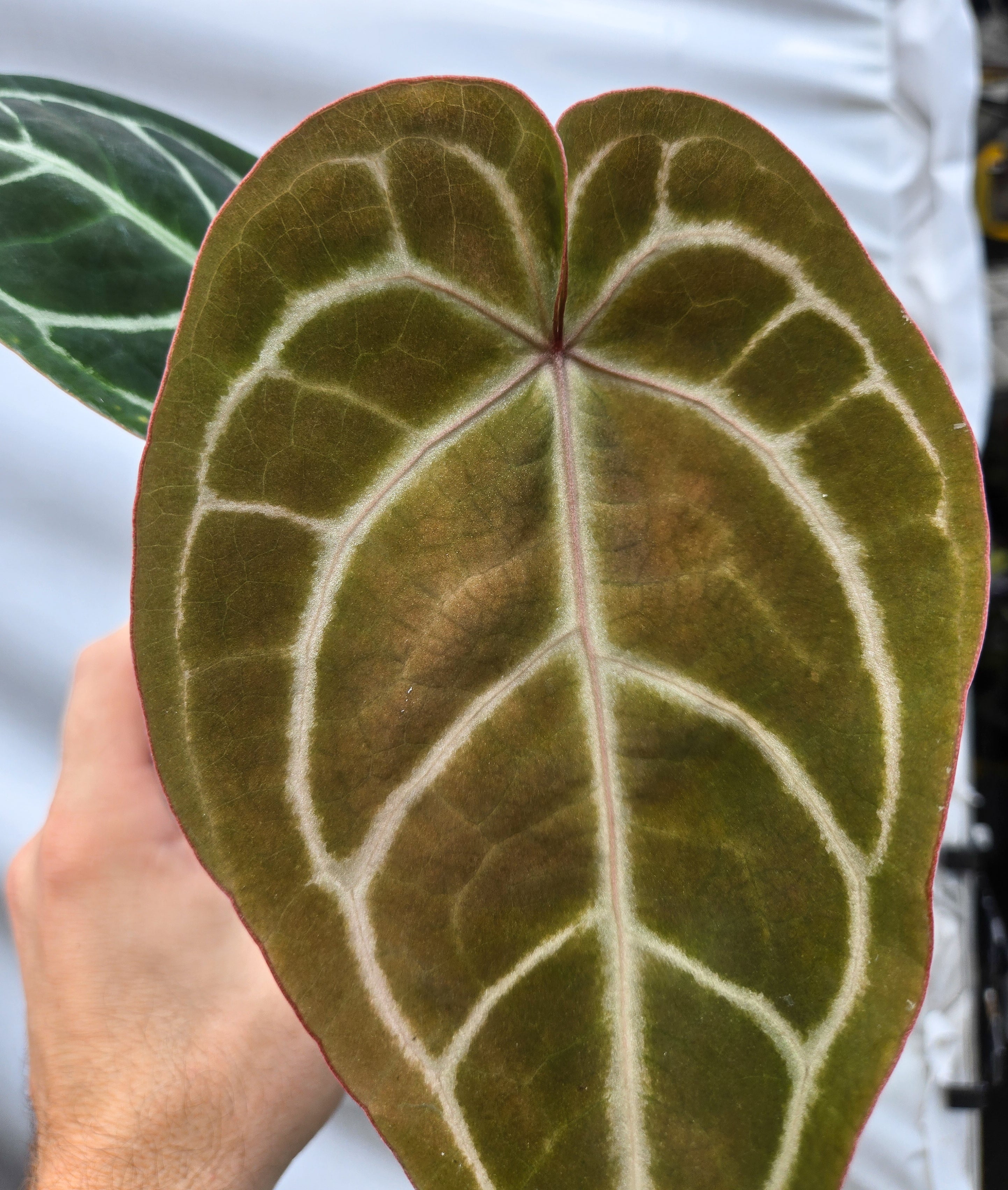 Anthurium  'Doc Block Purple F2' x 'Crystal Queen' (CS36)