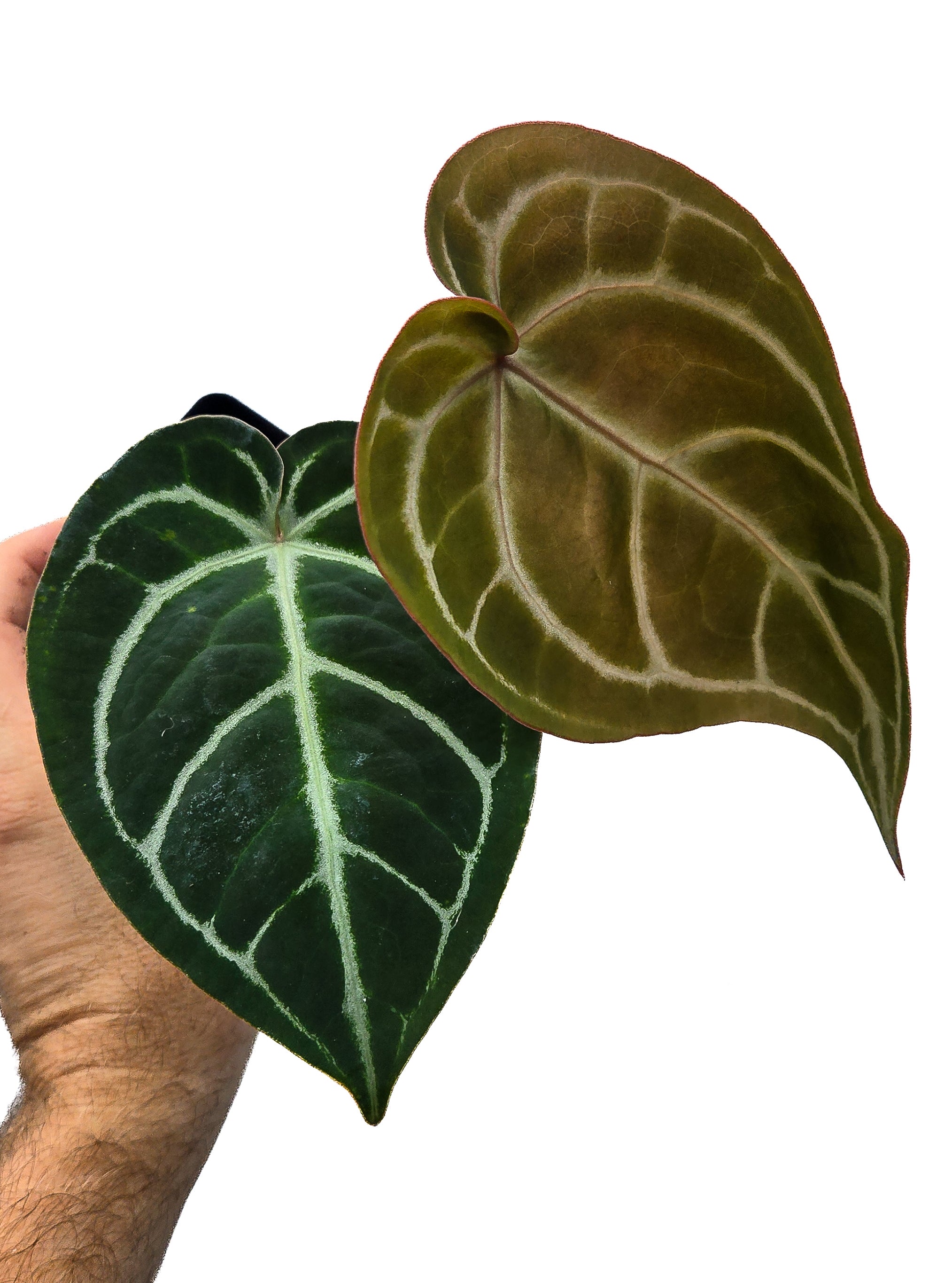 Anthurium  'Doc Block Purple F2' x 'Crystal Queen' (CS36)