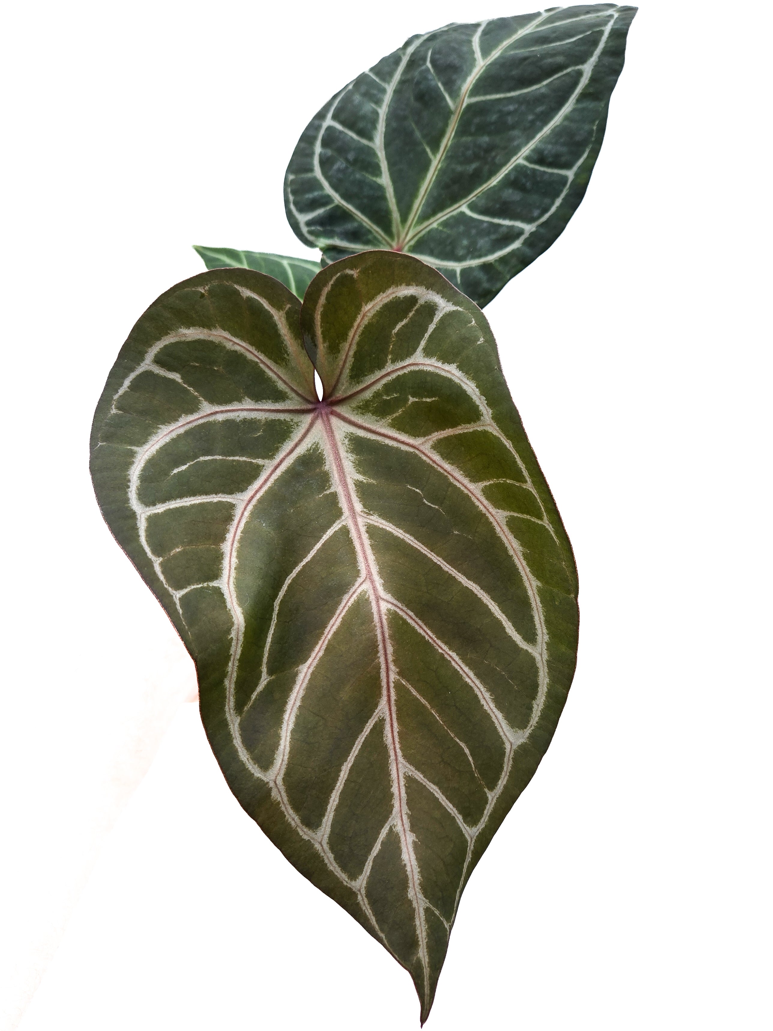 Anthurium 'Doc Block Purple F2' x 'Rotundatum X'/ 'Doc Block Purple F2' (CS37)