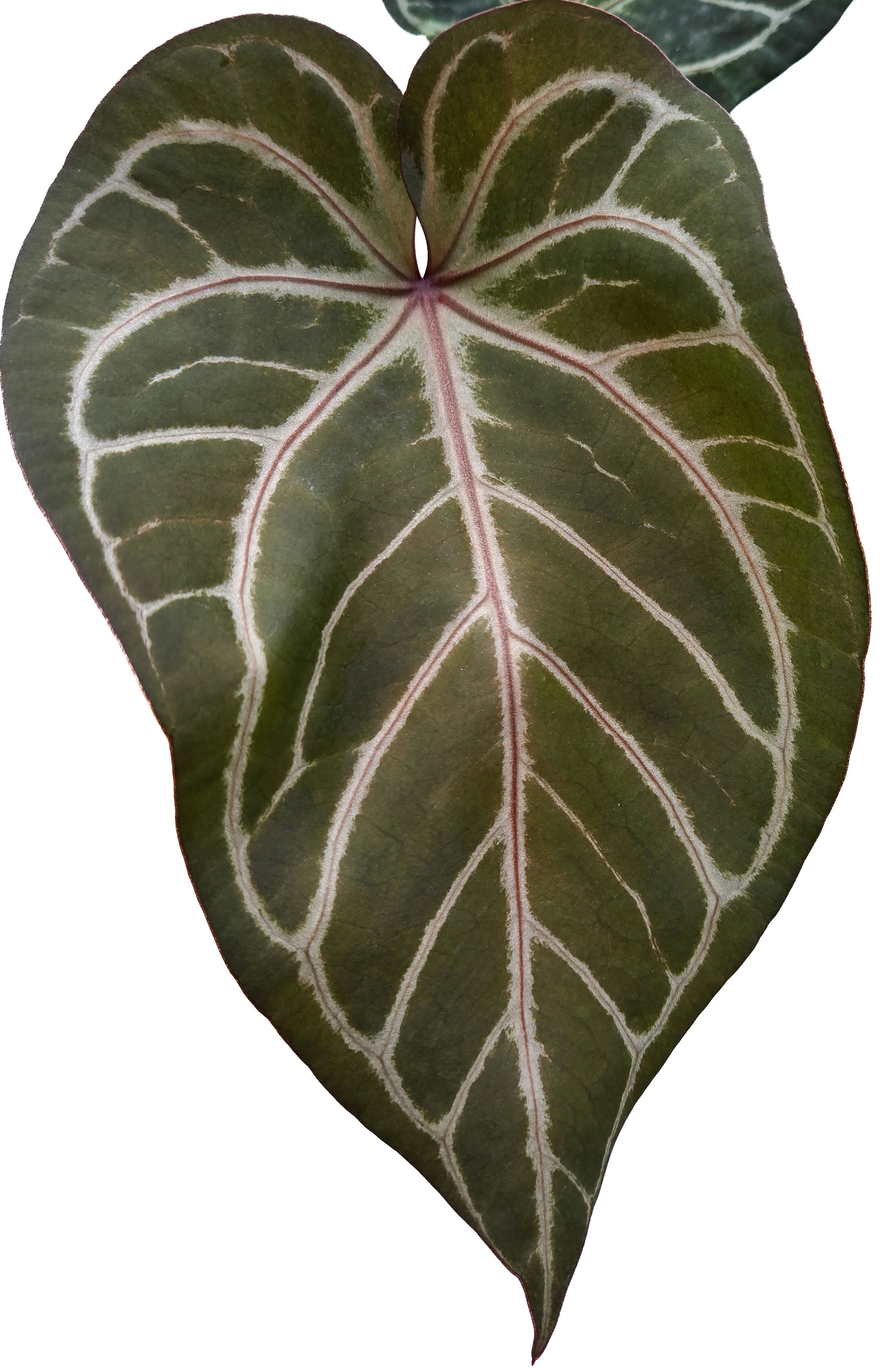 Anthurium 'Doc Block Purple F2' x 'Rotundatum X'/ 'Doc Block Purple F2' (CS37)