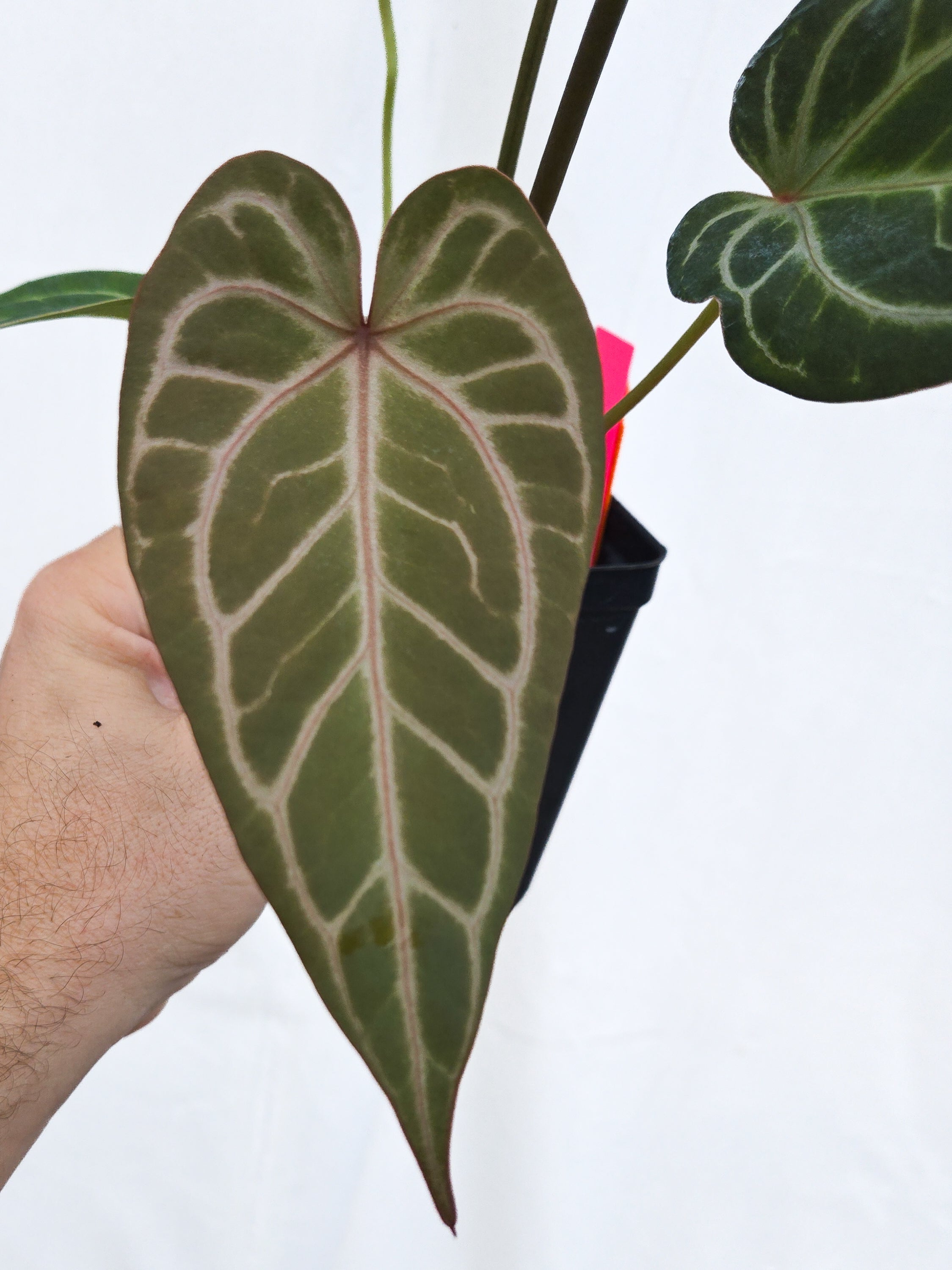 Anthurium 'Doc Block Purple F2' x 'Rotundatum X'/ 'Doc Block Purple F2' (CS37)