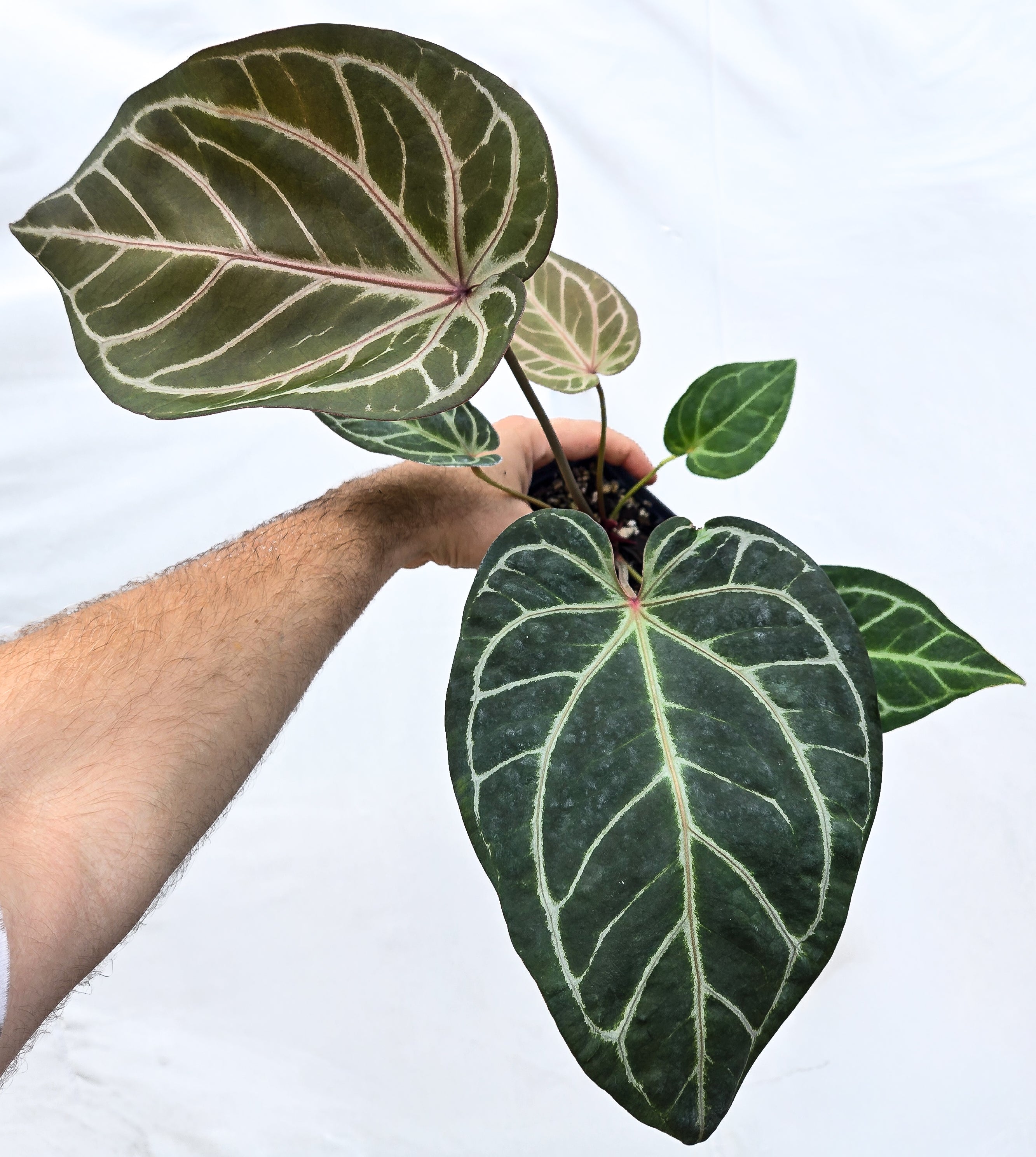 Anthurium 'Doc Block Purple F2' x 'Rotundatum X'/ 'Doc Block Purple F2' (CS37)