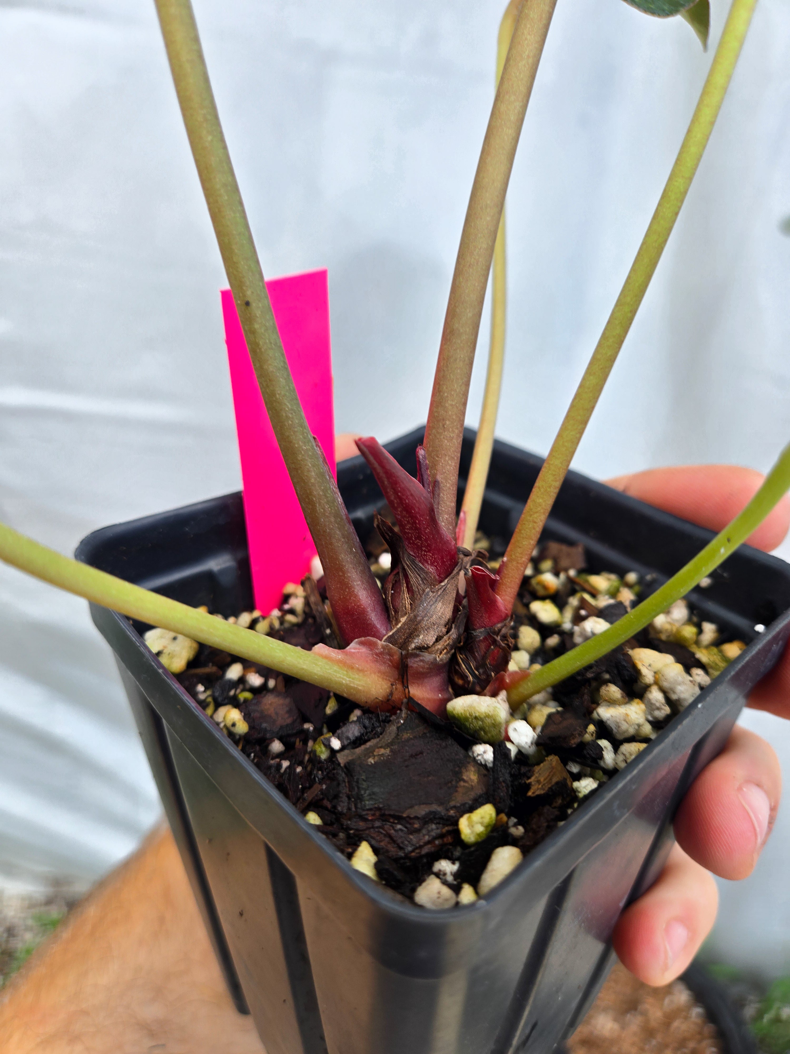 Anthurium 'Doc Block Purple F2' x 'Rotundatum X'/ 'Doc Block Purple F2' (CS37)