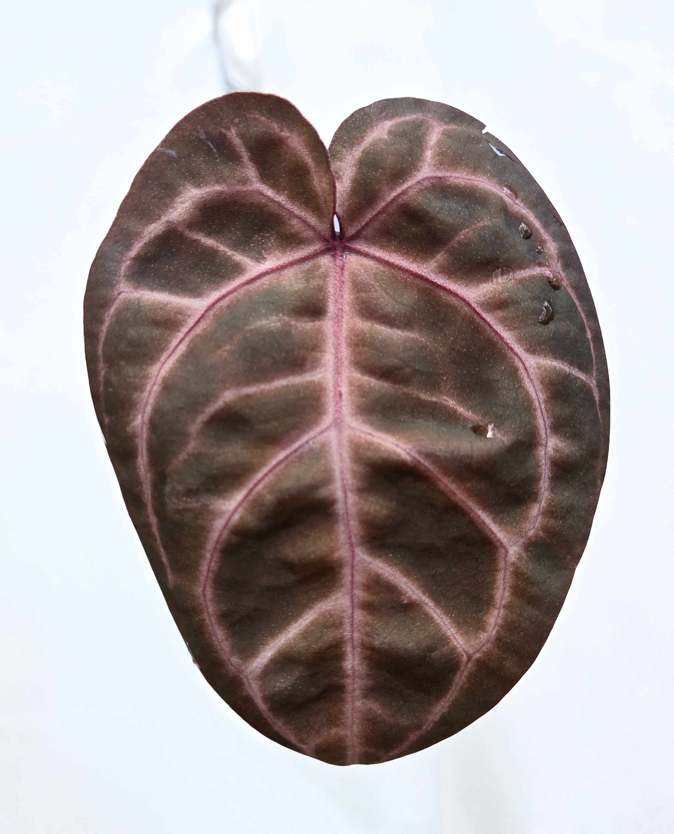 Anthurium 'Doc Block Purple F2' x 'Rotundatum X'/ 'Doc Block Purple F2' (CS38)