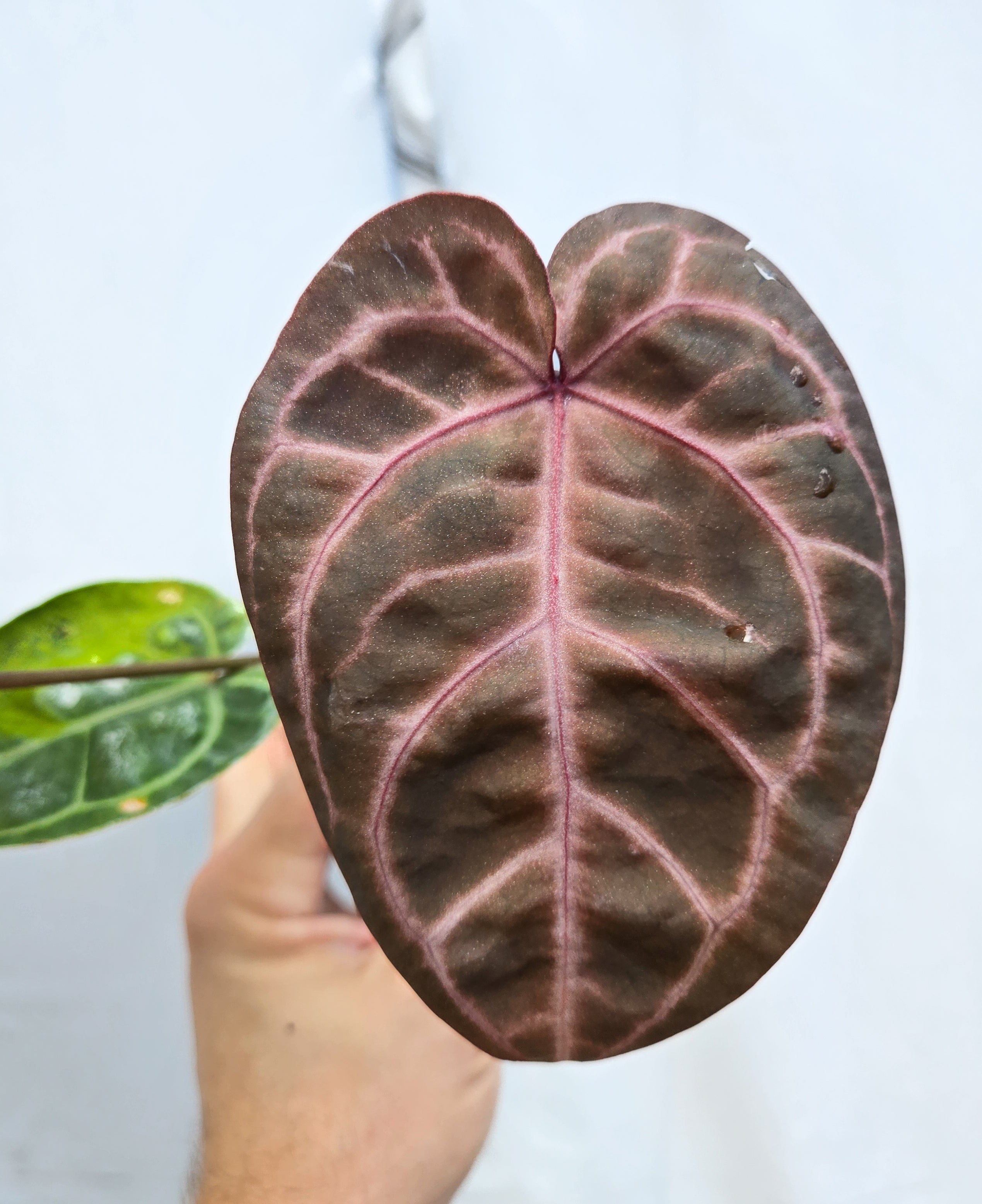 Anthurium 'Doc Block Purple F2' x 'Rotundatum X'/ 'Doc Block Purple F2' (CS38)