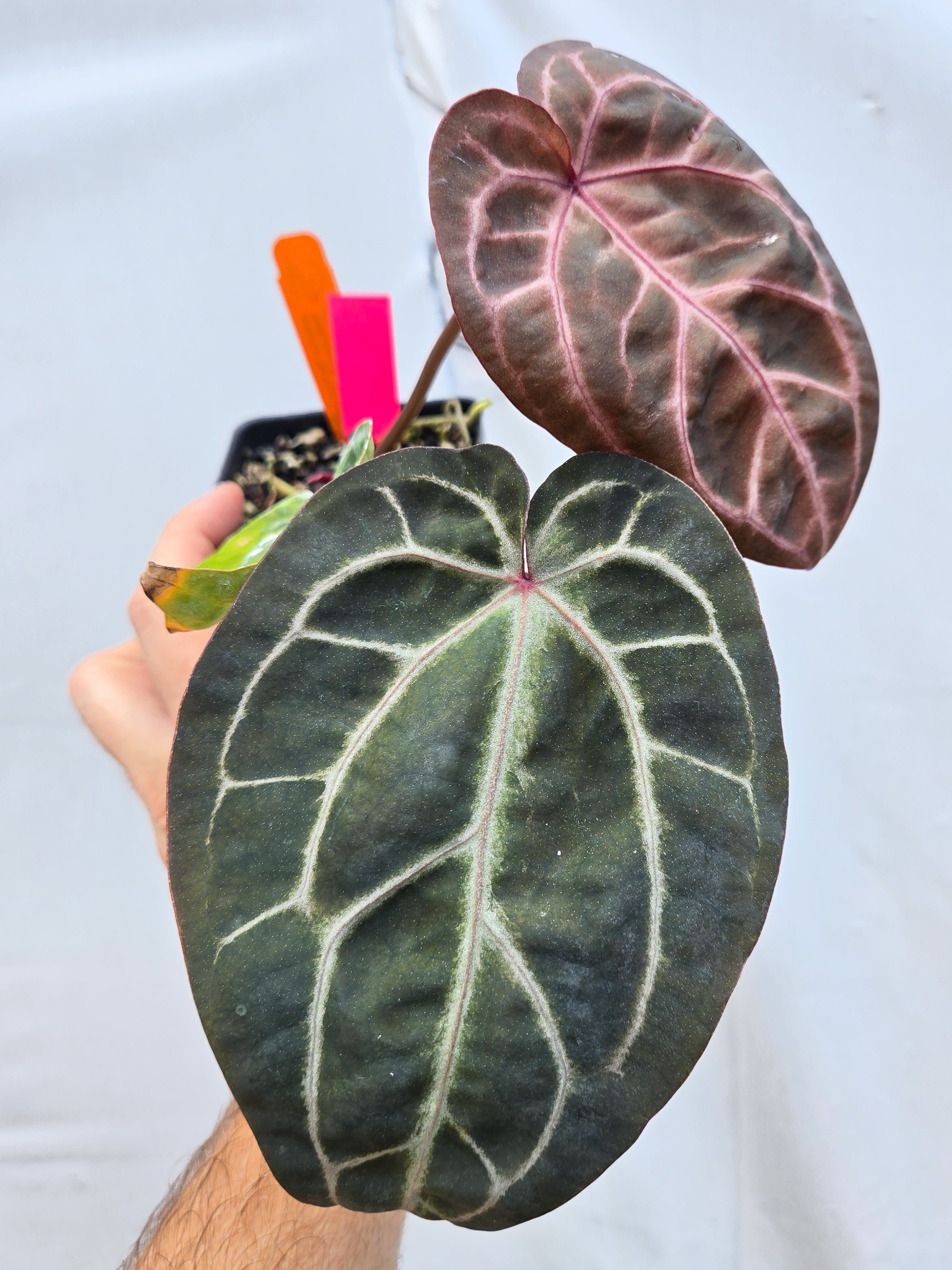 Anthurium 'Doc Block Purple F2' x 'Rotundatum X'/ 'Doc Block Purple F2' (CS38)