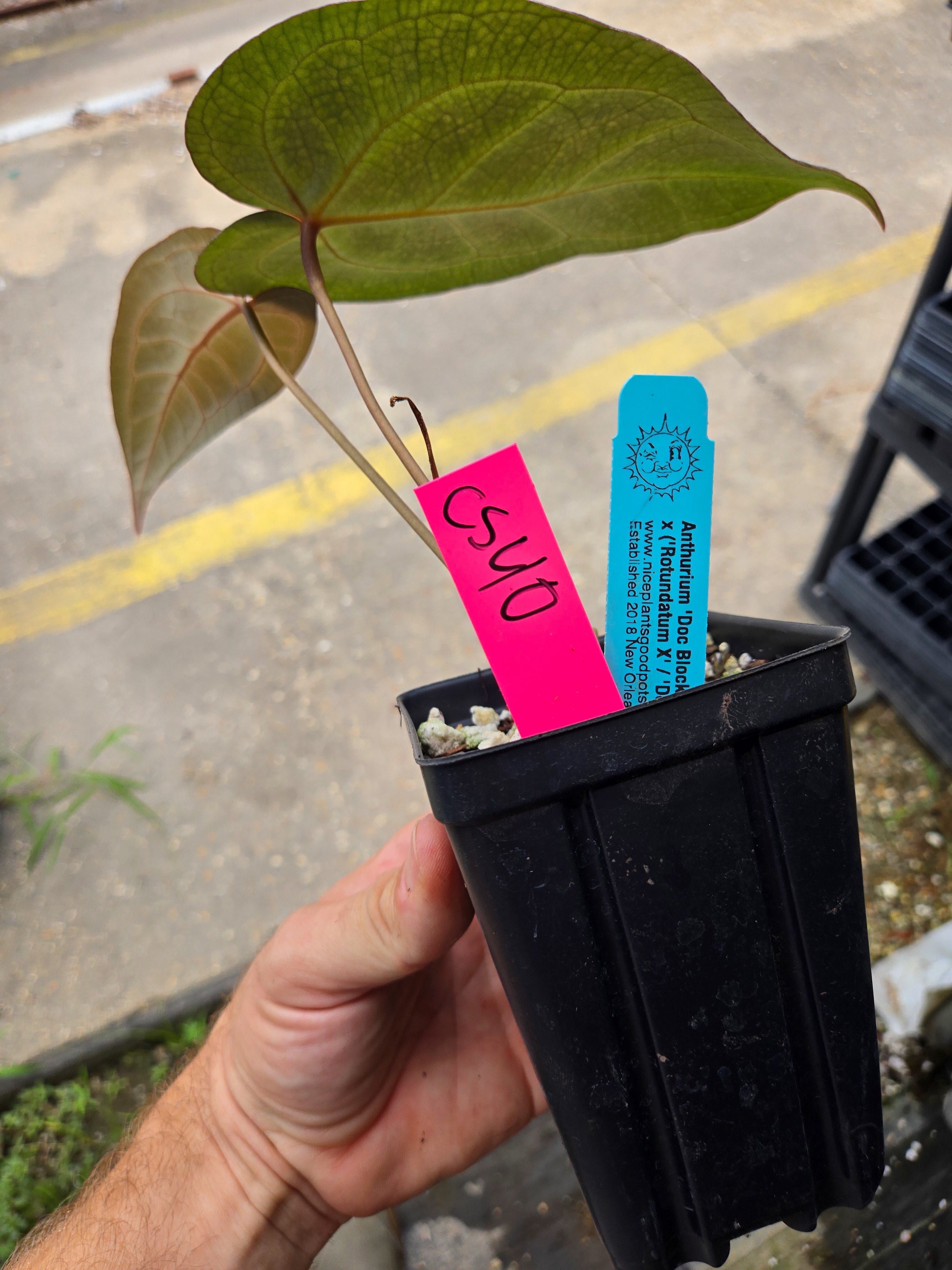 Anthurium 'Doc Block Purple F2' x 'Rotundatum X'/ 'Doc Block Purple F2' (CS40)