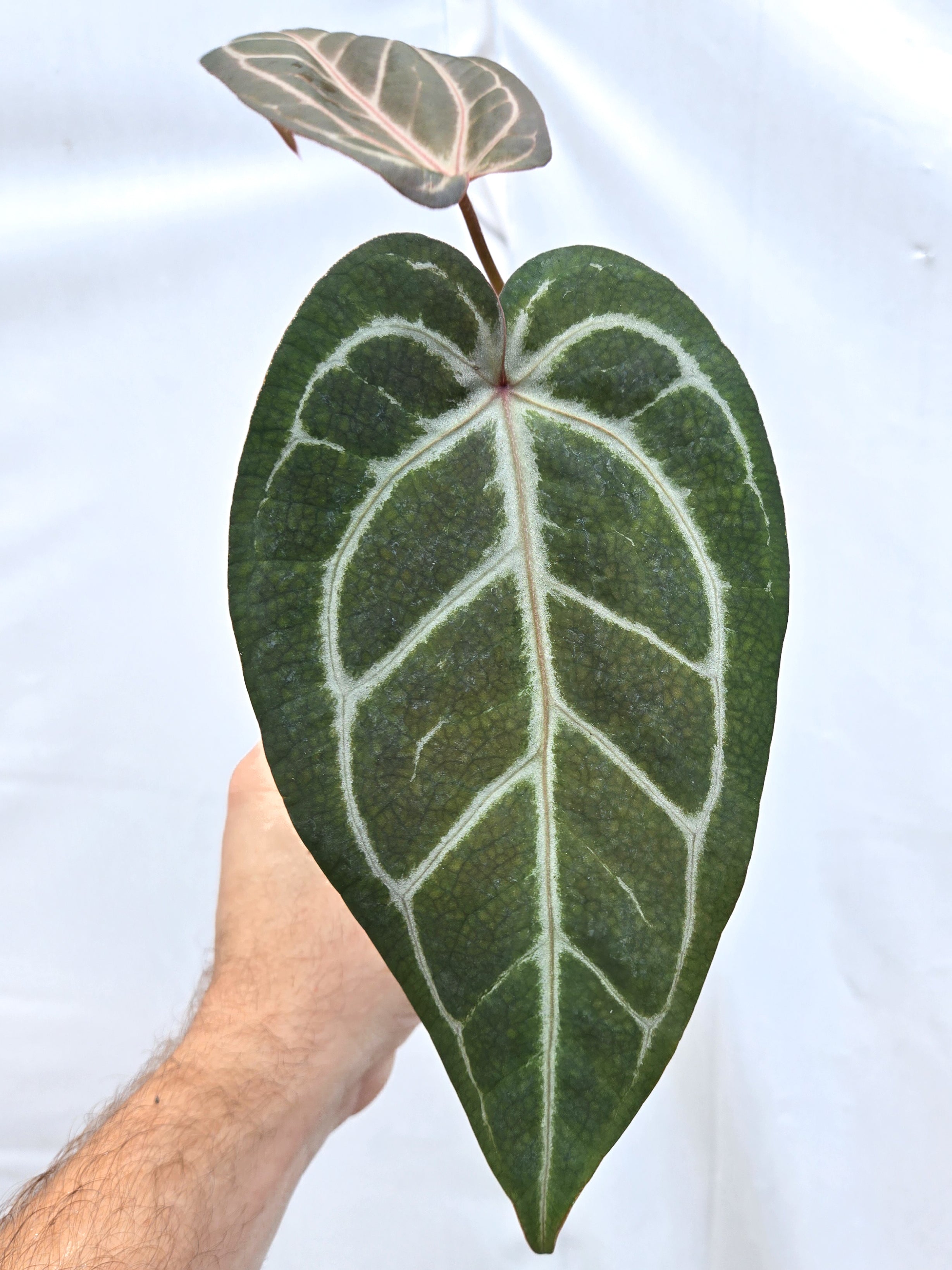 Anthurium 'Doc Block Purple F2' x 'Rotundatum X'/ 'Doc Block Purple F2' (CS40)