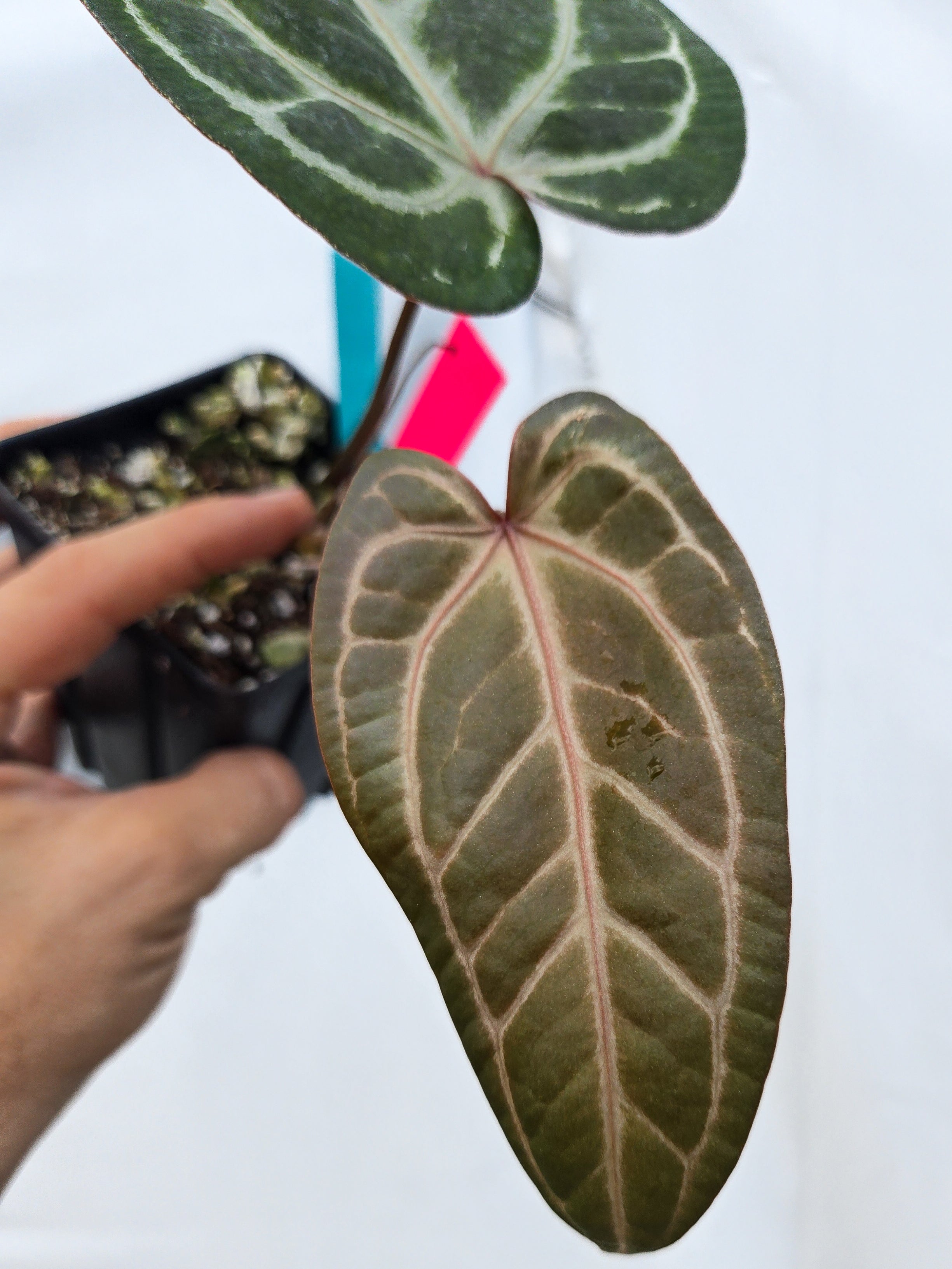 Anthurium 'Doc Block Purple F2' x 'Rotundatum X'/ 'Doc Block Purple F2' (CS40)