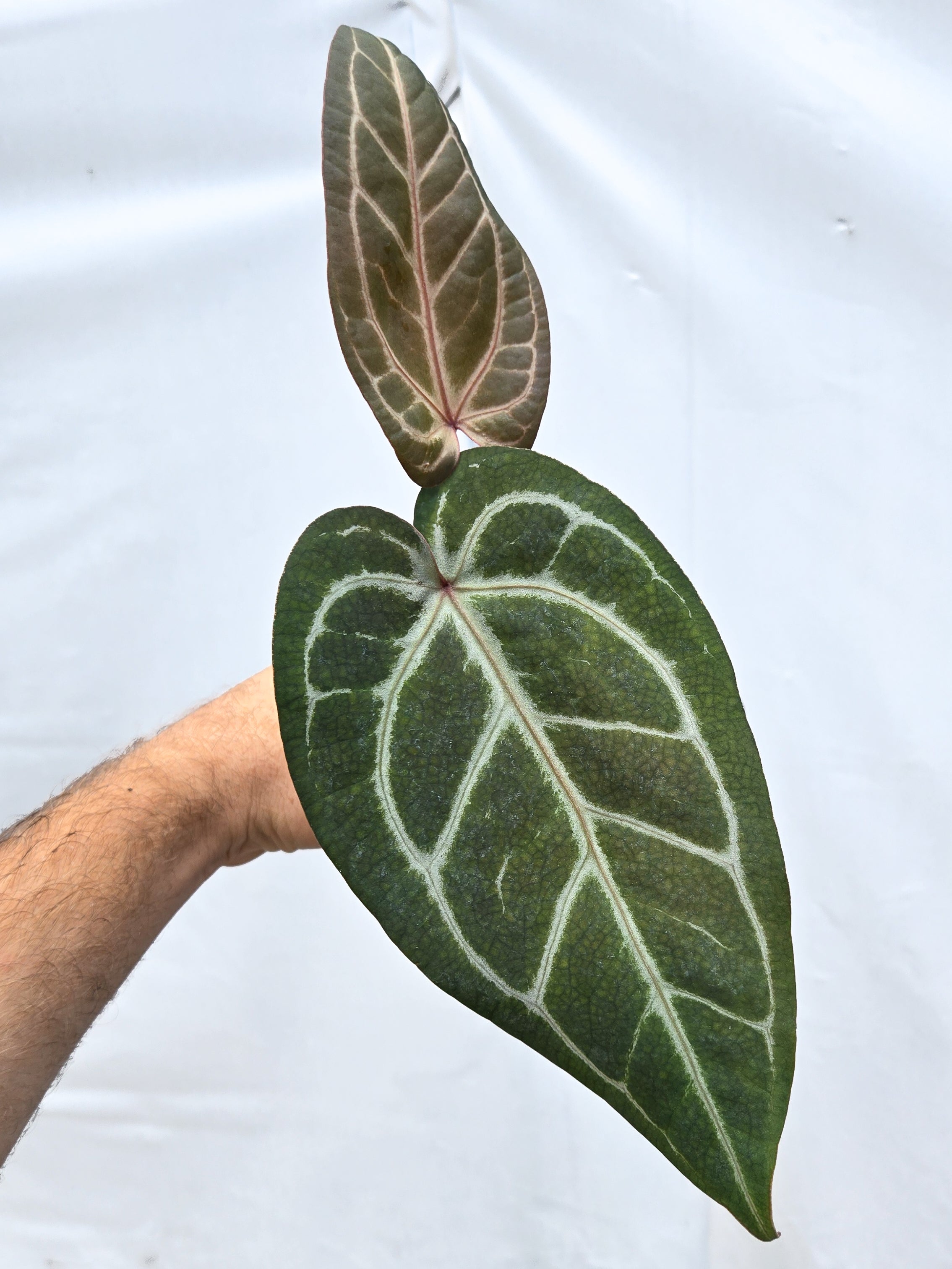 Anthurium 'Doc Block Purple F2' x 'Rotundatum X'/ 'Doc Block Purple F2' (CS40)