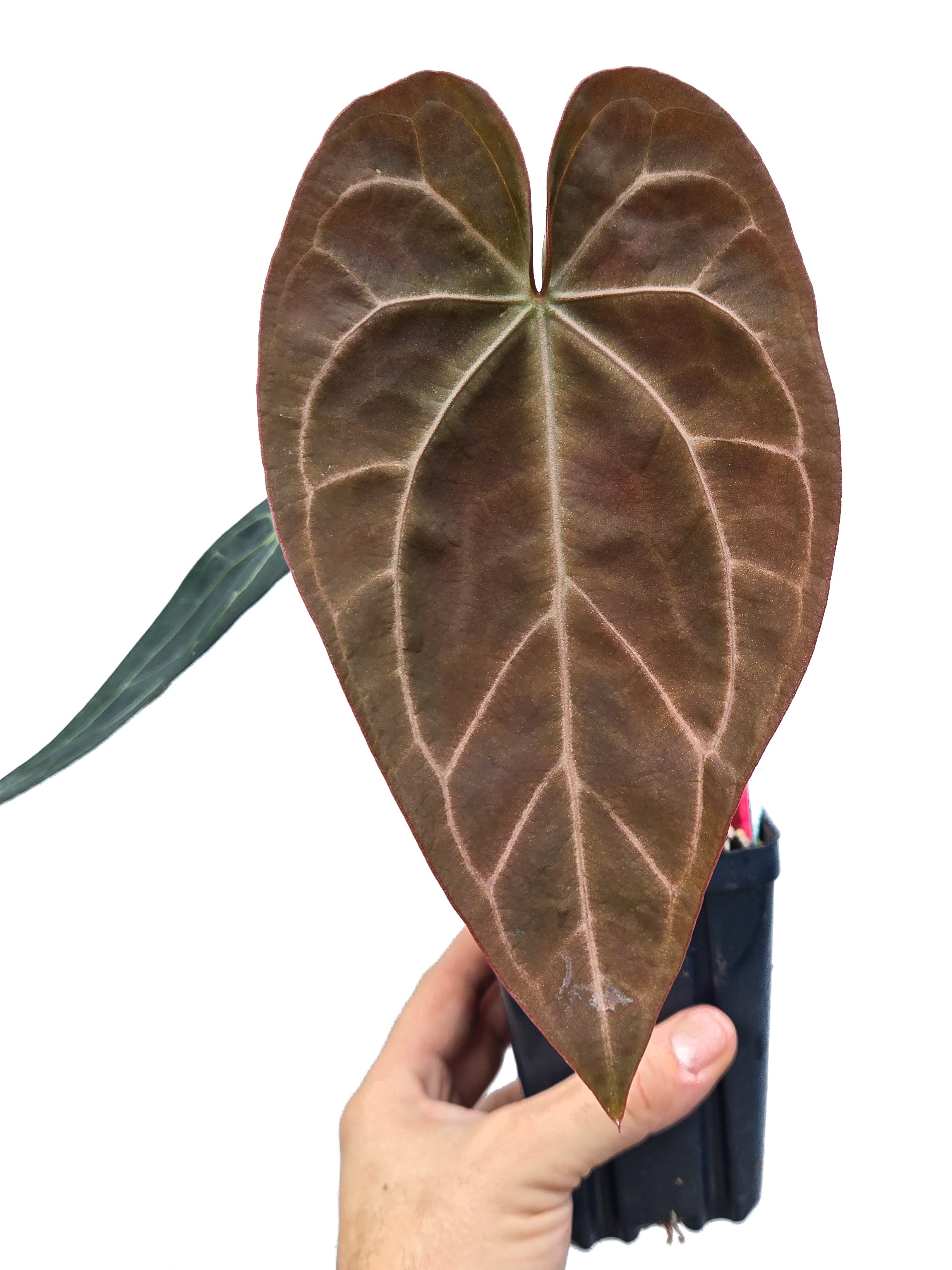 Anthurium 'Doc Block Red F2' x 'Tim Anderson Mag Pap long' (CS39)