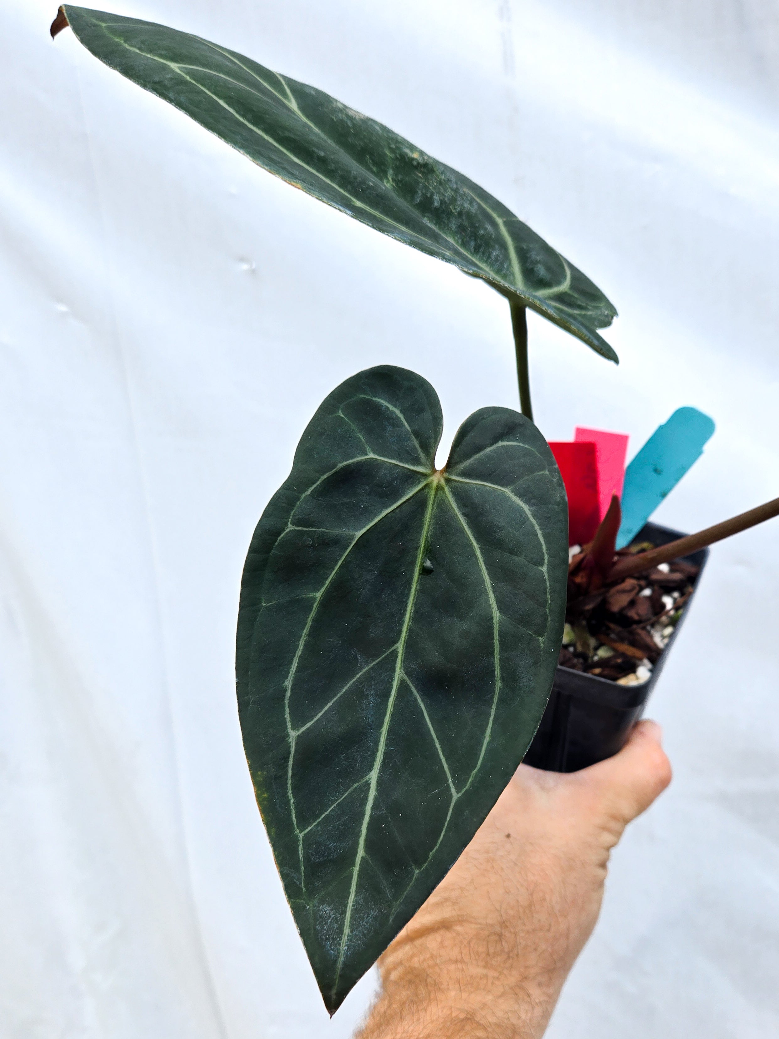 Anthurium 'Doc Block Red F2' x 'Tim Anderson Mag Pap long' (CS39)