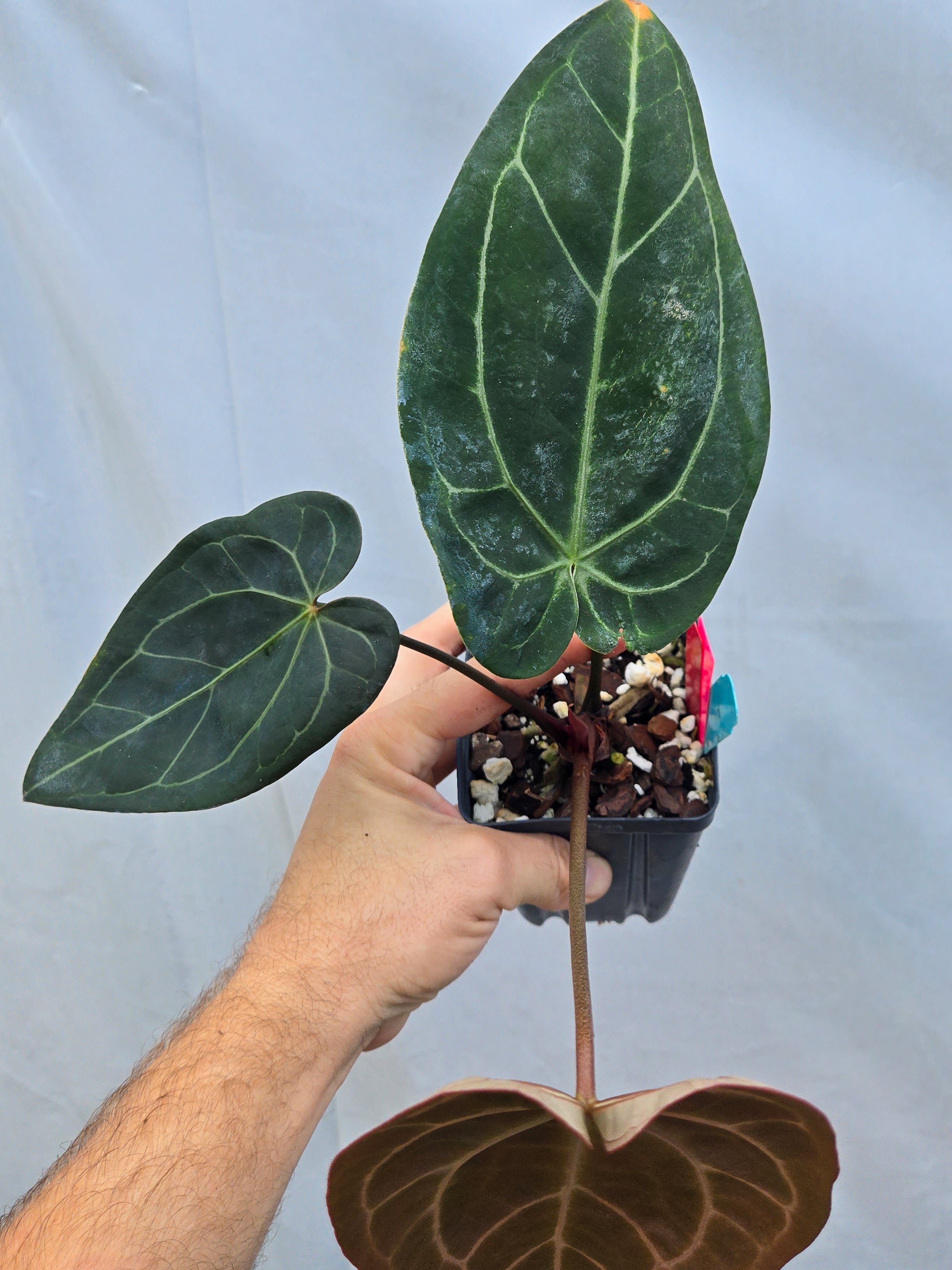 Anthurium 'Doc Block Red F2' x 'Tim Anderson Mag Pap long' (CS39)