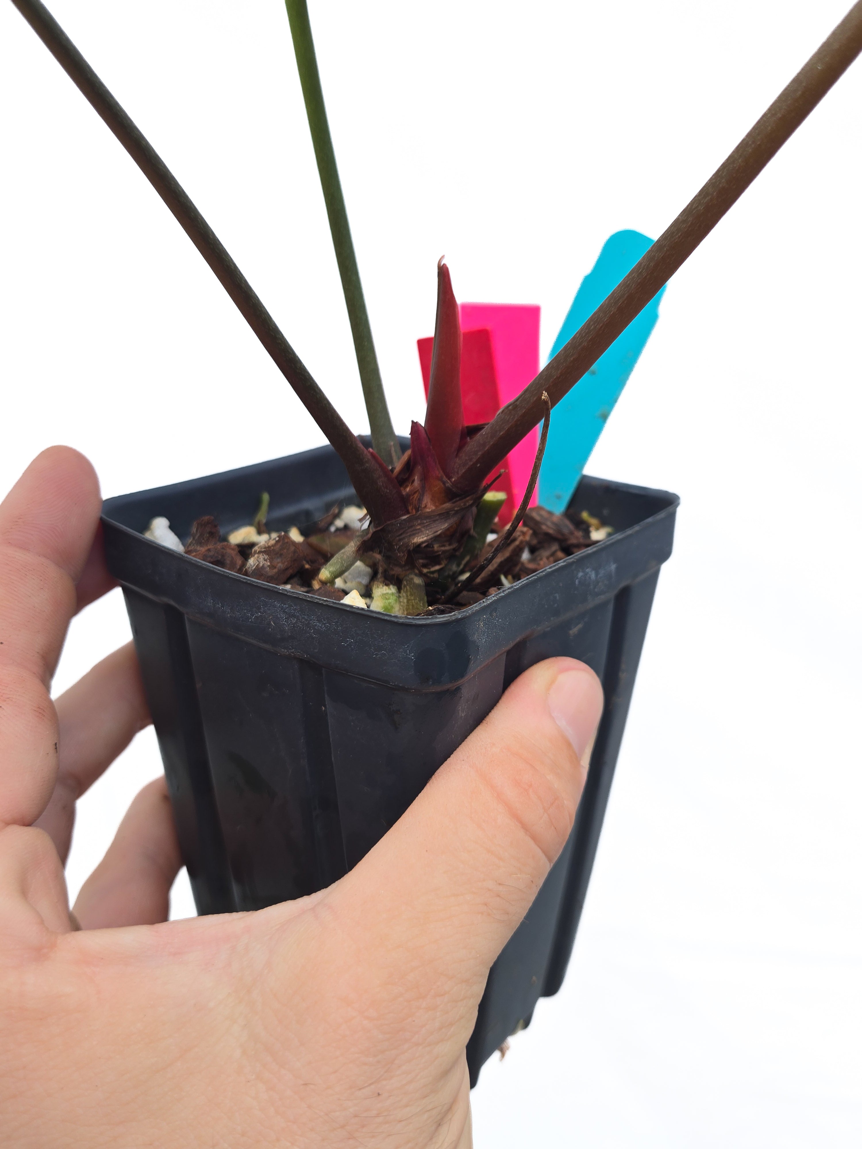 Anthurium 'Doc Block Red F2' x 'Tim Anderson Mag Pap long' (CS39)