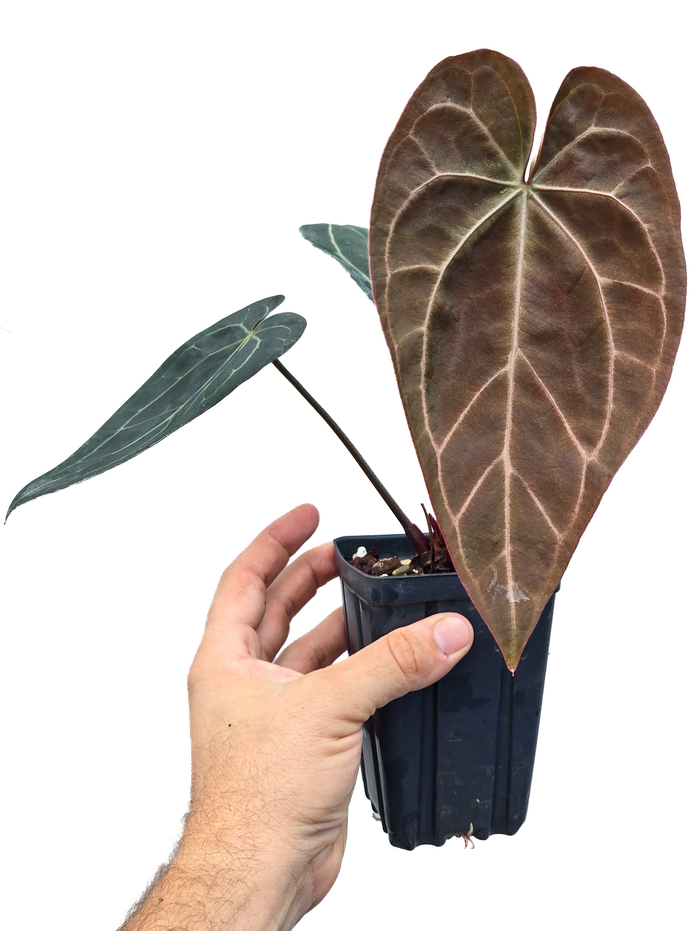 Anthurium 'Doc Block Red F2' x 'Tim Anderson Mag Pap long' (CS39)