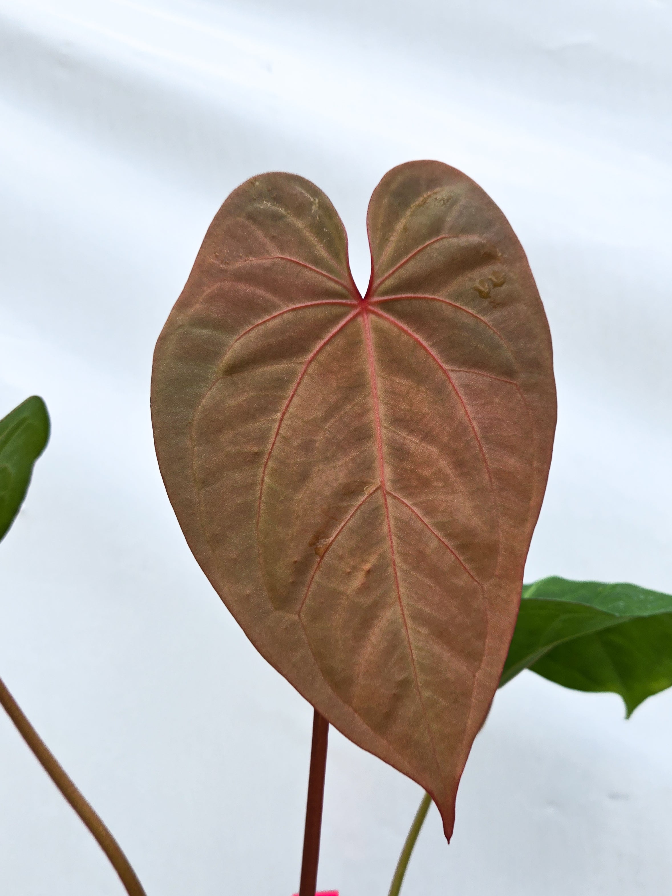 Anthurium 'Circus Peanuts' x 'Hoffmannii X' (CS41)