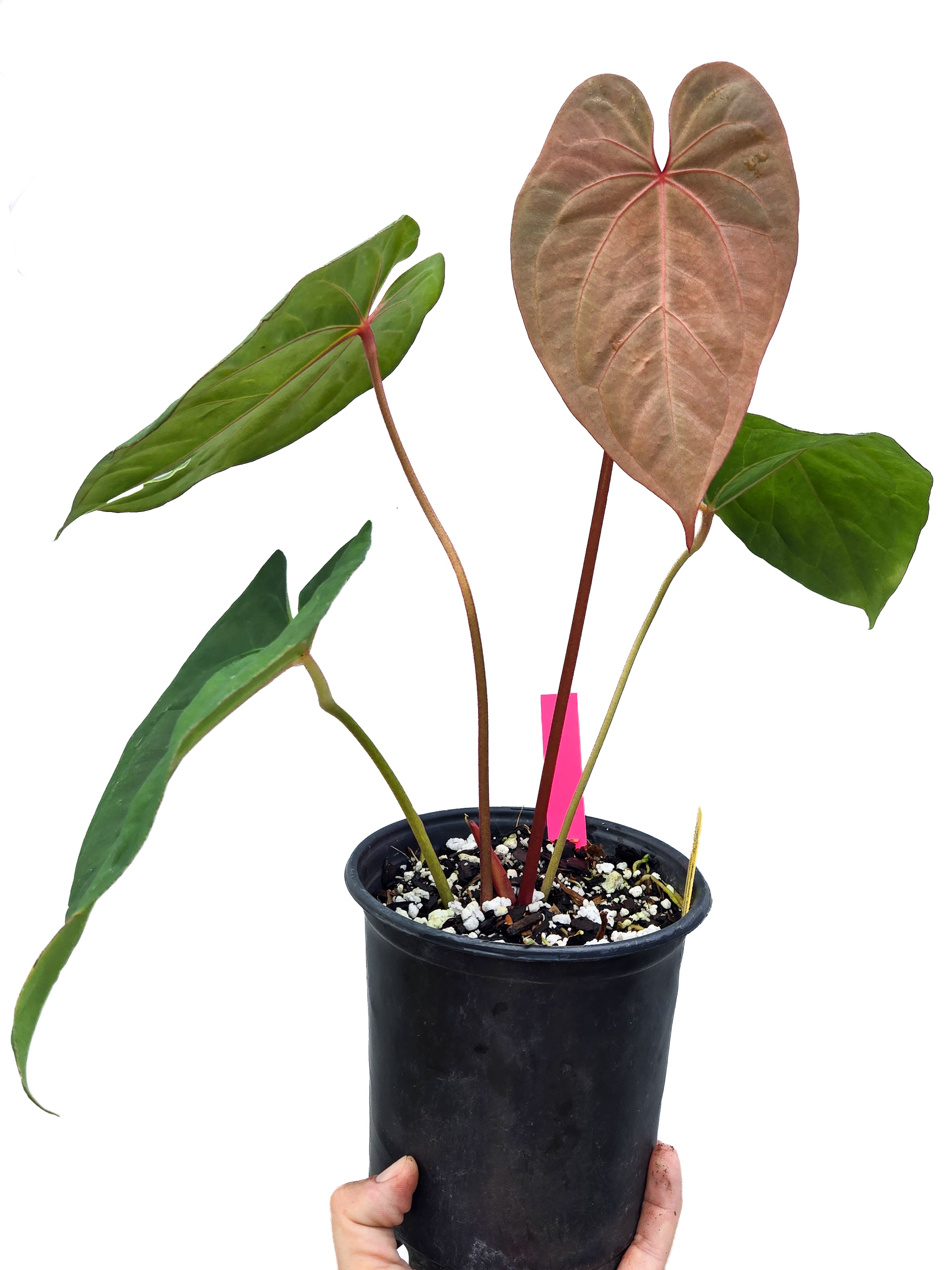 Anthurium 'Circus Peanuts' x 'Hoffmannii X' (CS41)