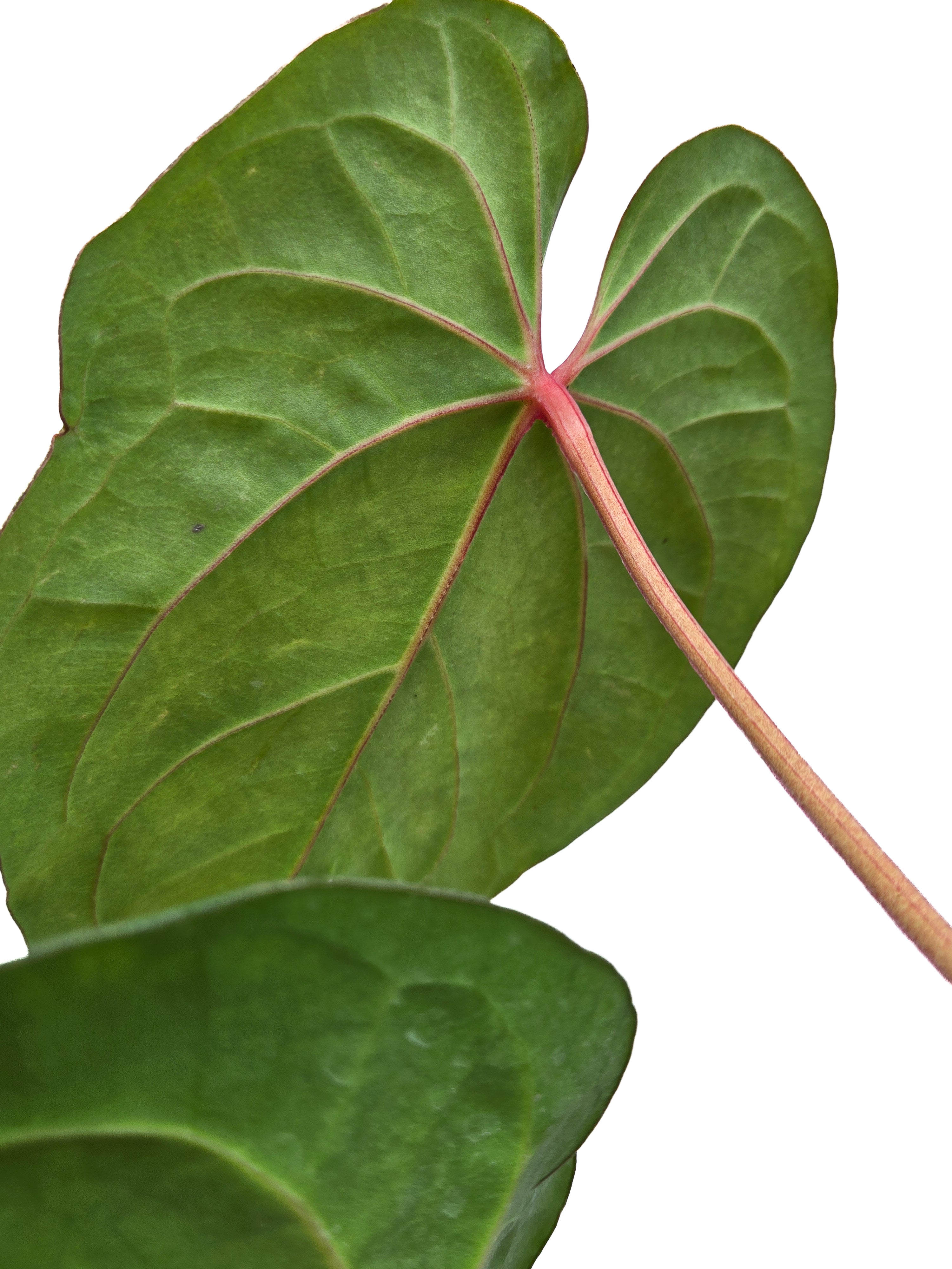 Anthurium 'Circus Peanuts' x 'Hoffmannii X' (CS41)