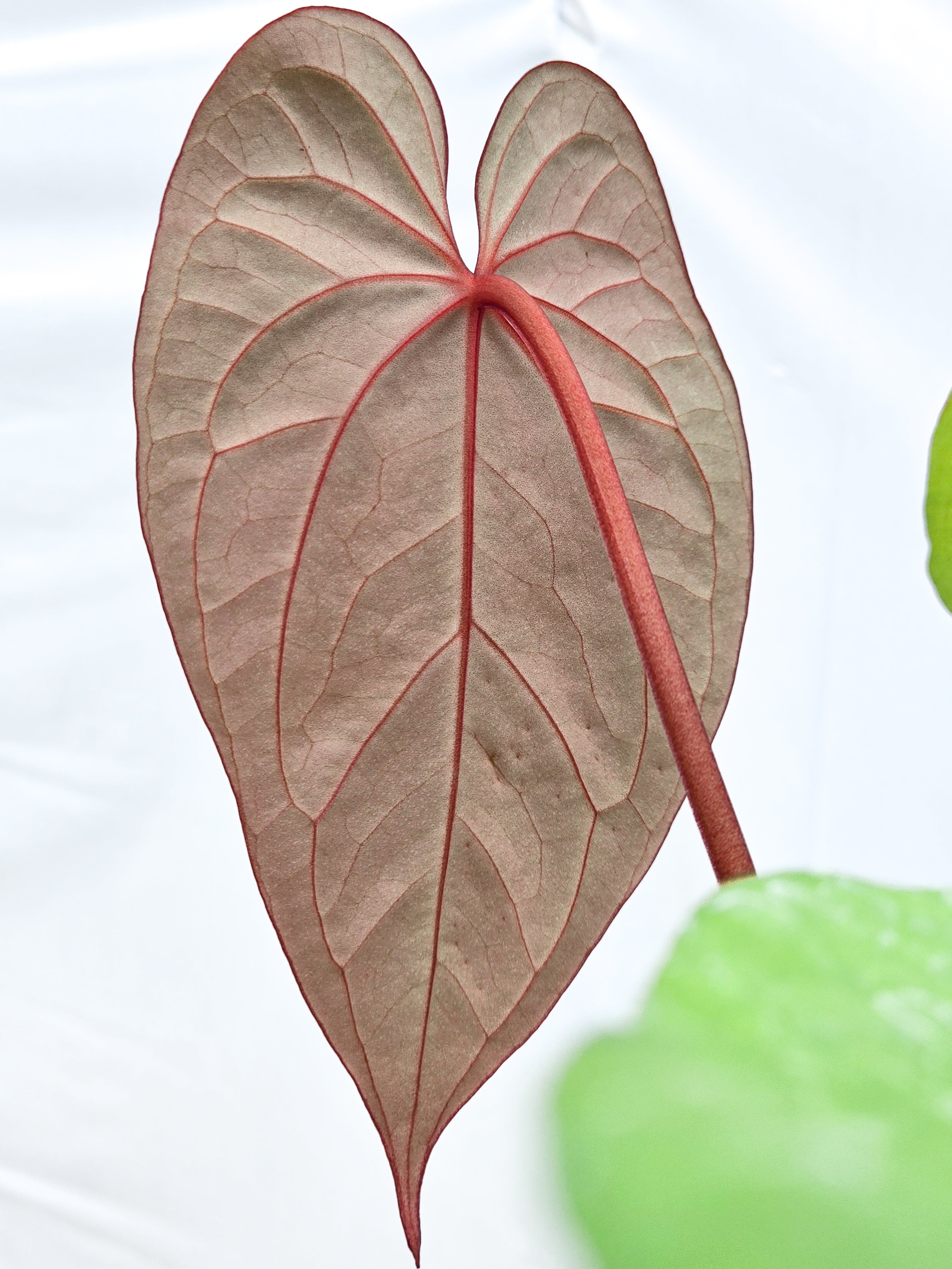Anthurium 'Circus Peanuts' x 'Hoffmannii X' (CS41)