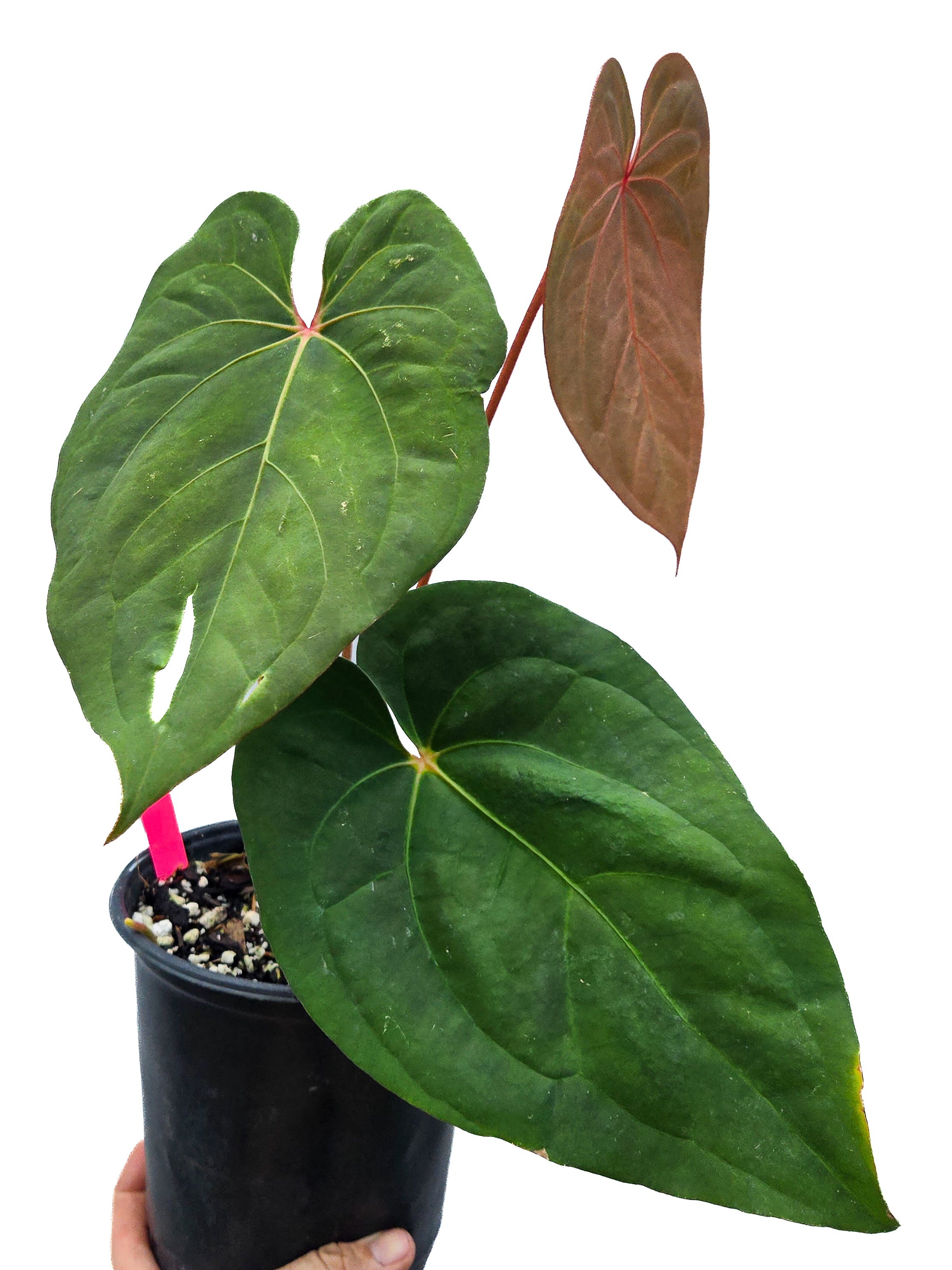 Anthurium 'Circus Peanuts' x 'Hoffmannii X' (CS41)