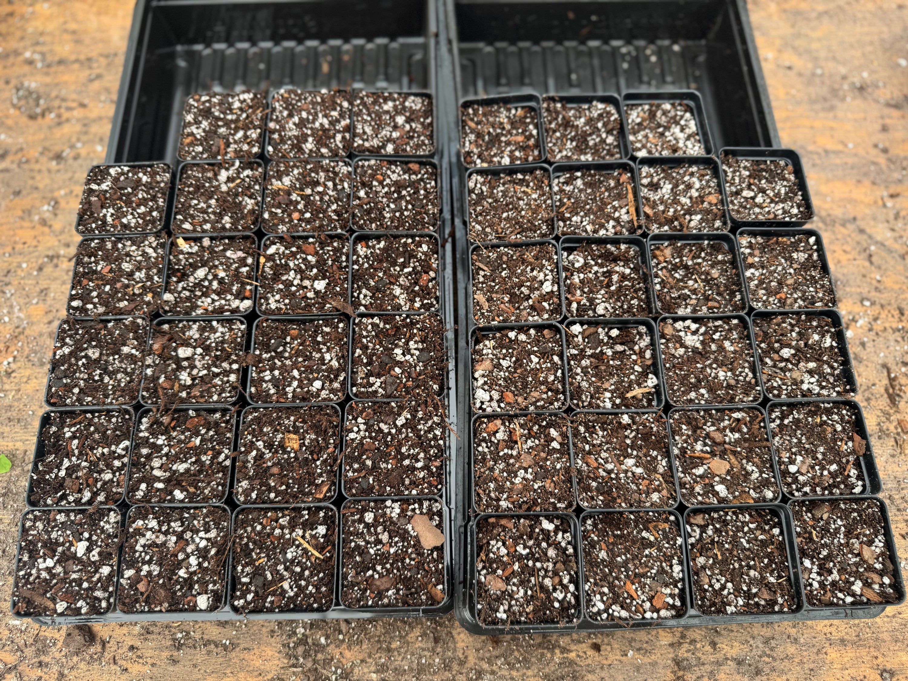 soil mix for anthurium 3 gallons of Nice Plants Anthurium Seedling Soil Mix – Nice Plants Good Pots