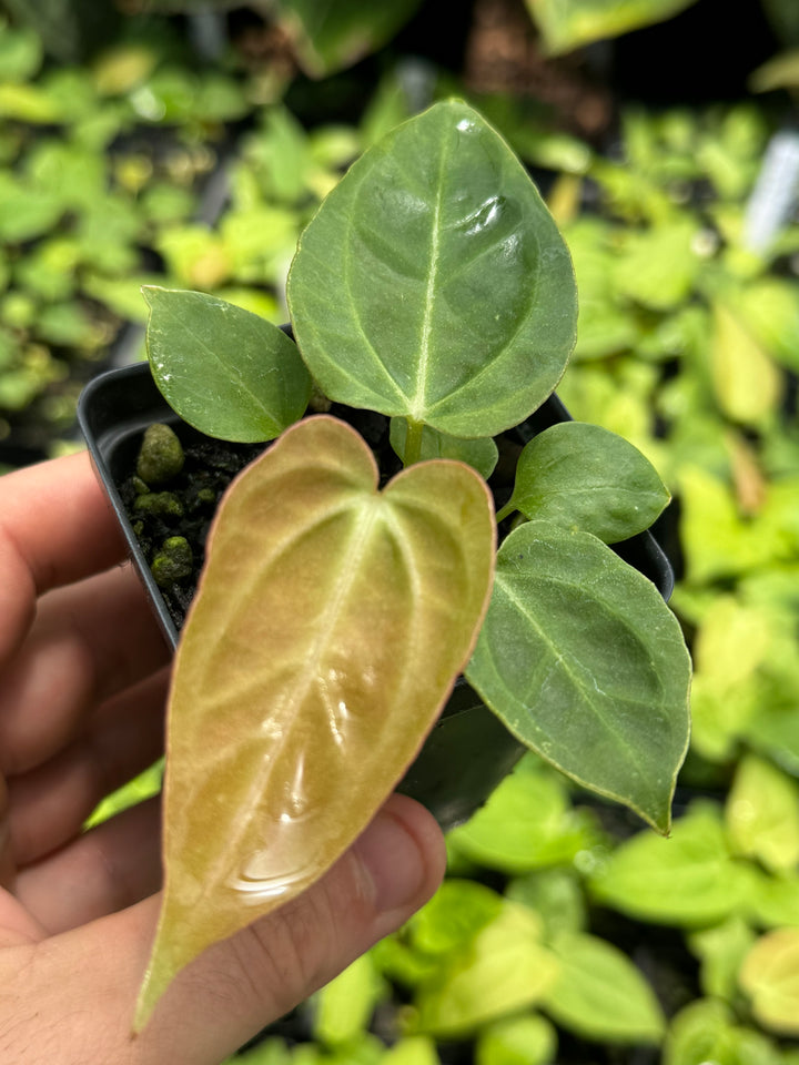 Anthurium Hoffmannii x X Rotundatum x