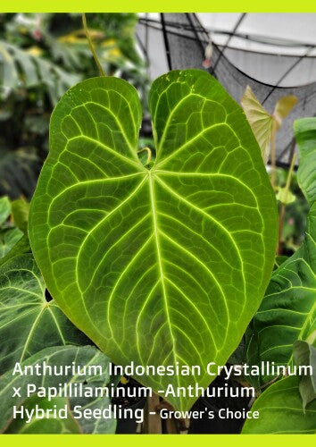 Anthurium Indonesian Crystallinum x Papillilaminum -Anthurium Hybrid Seedling - Grower's Choice - Nice Plants Good Pots