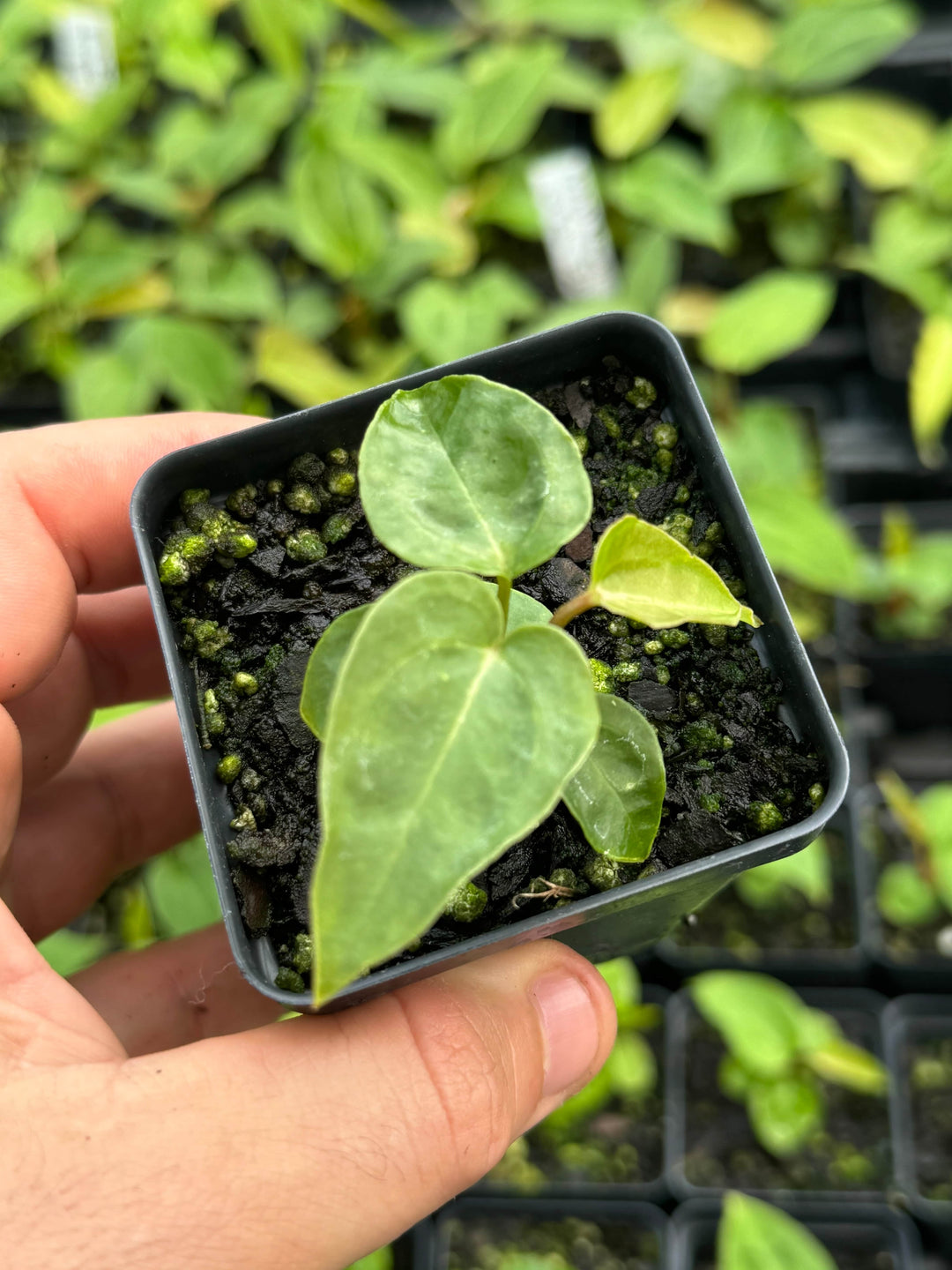 Anthurium Tim Anderson Crystal Black x A. Ree Gardens Non-Besseae