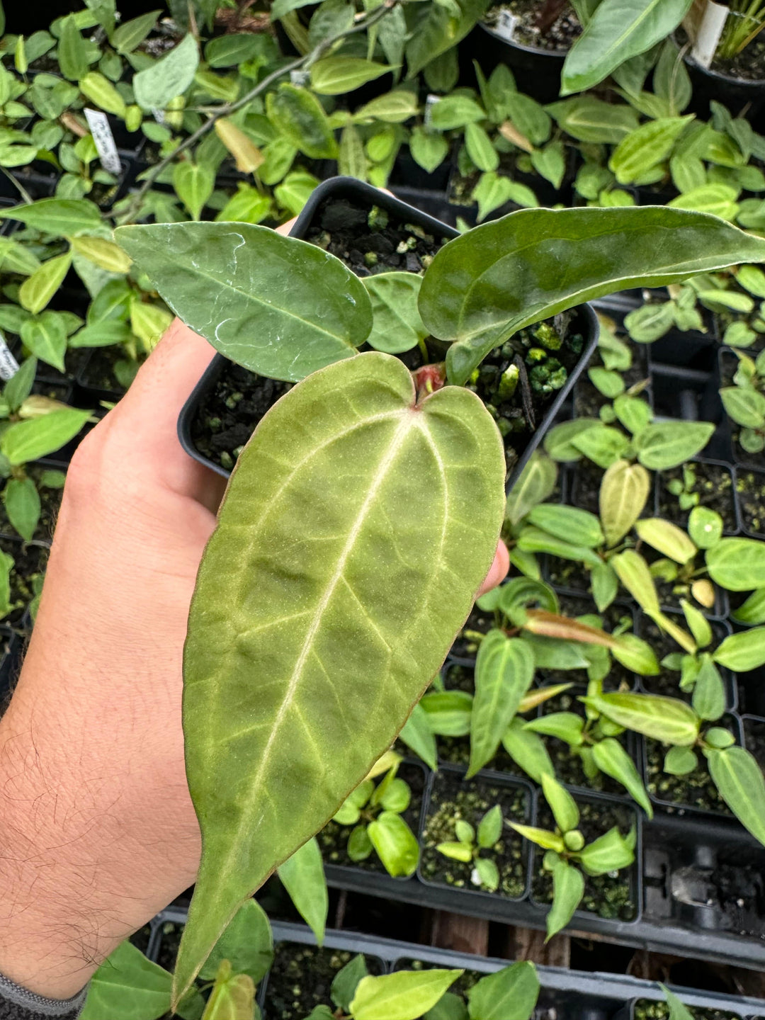 Anthurium Doc Block F2 Purple x A. Rotundatum X