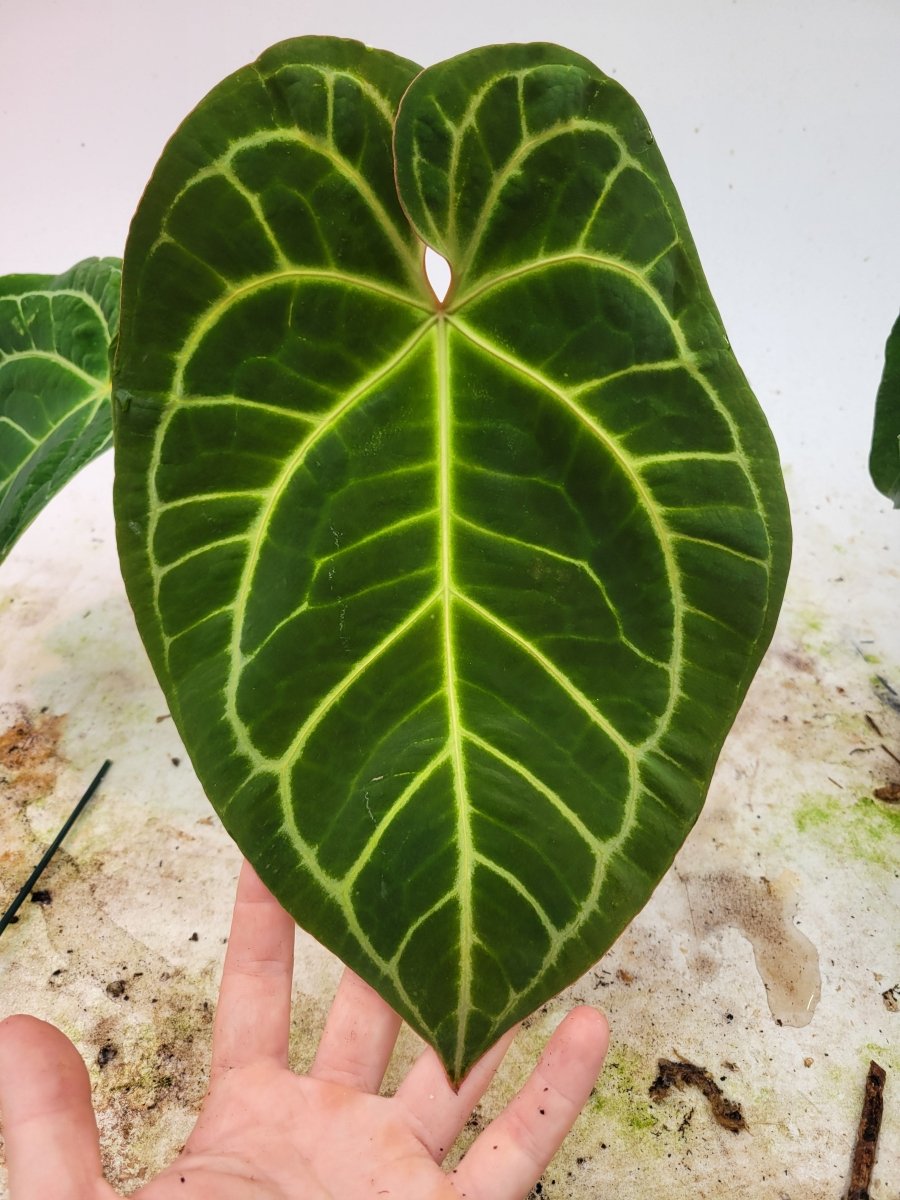 6inch Anthurium Doc Block F2 x A. Hoffmannii - Nice Plants Good Pots