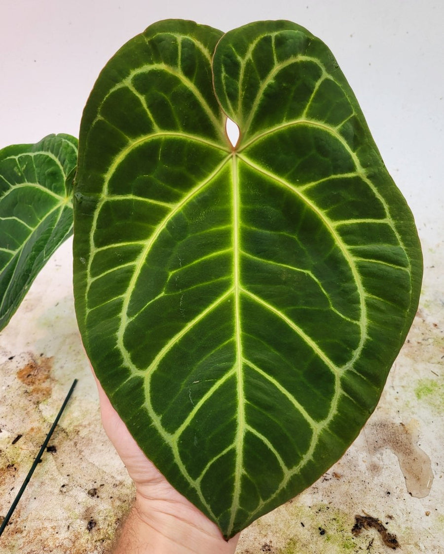 6inch Anthurium Doc Block F2 x A. Hoffmannii - Nice Plants Good Pots