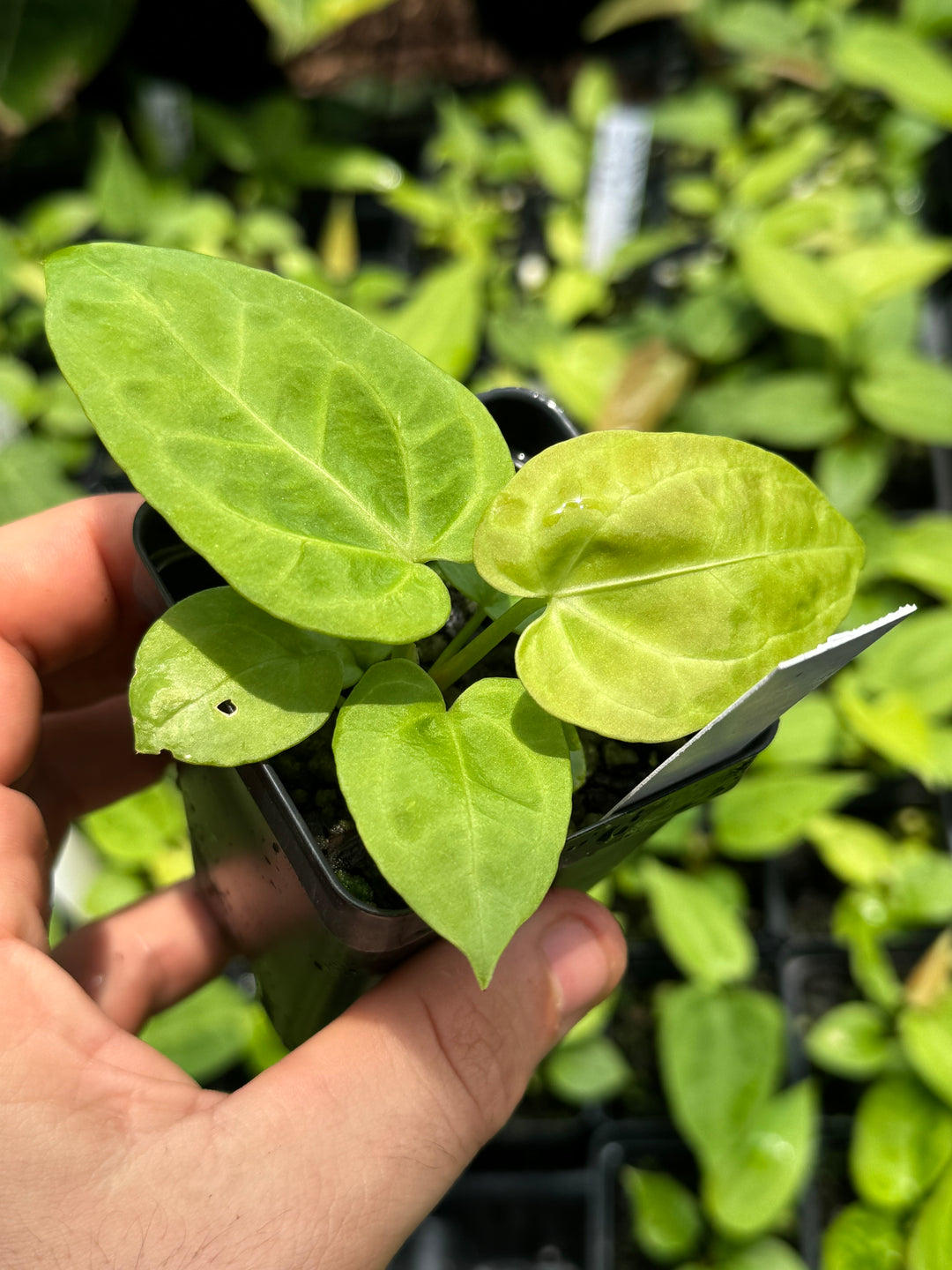 Anthurium Hoffmannii x X Rotundatum x