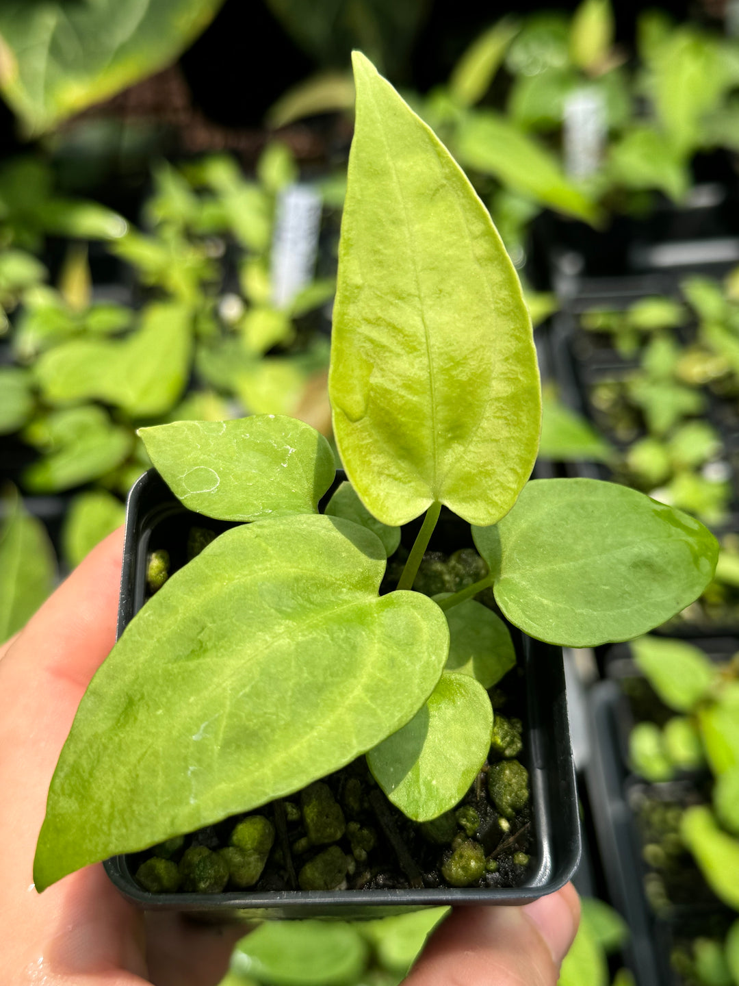 Anthurium Hoffmannii x X Rotundatum x