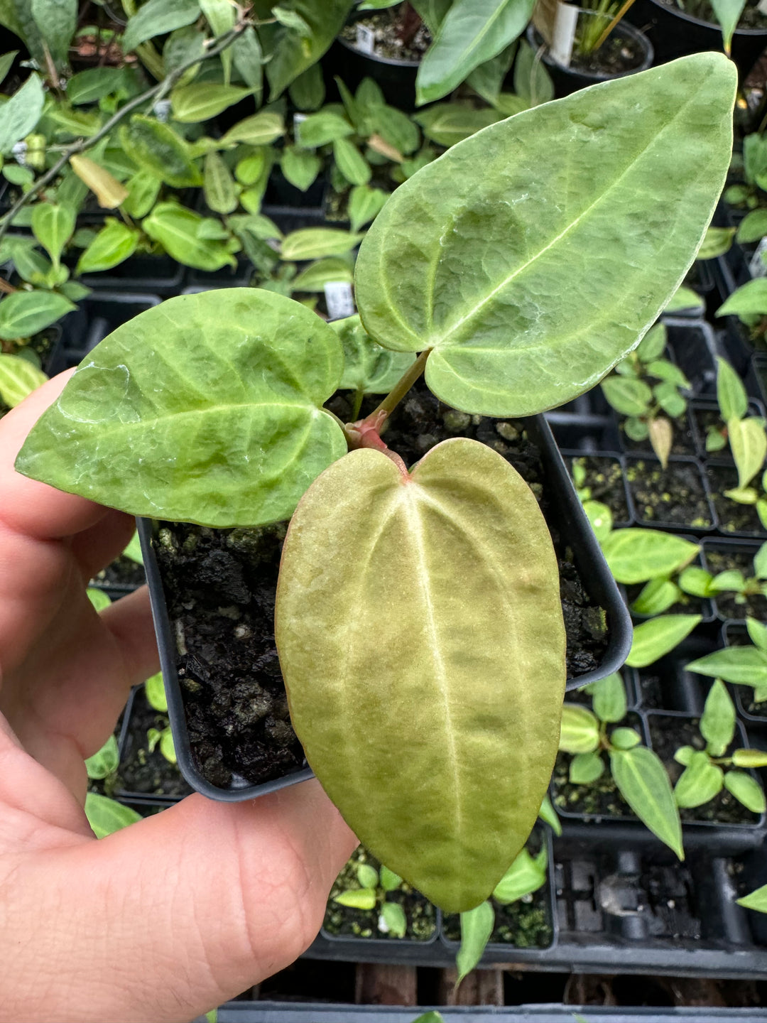 Anthurium Doc Block F2 Purple X A. Rotundatum x